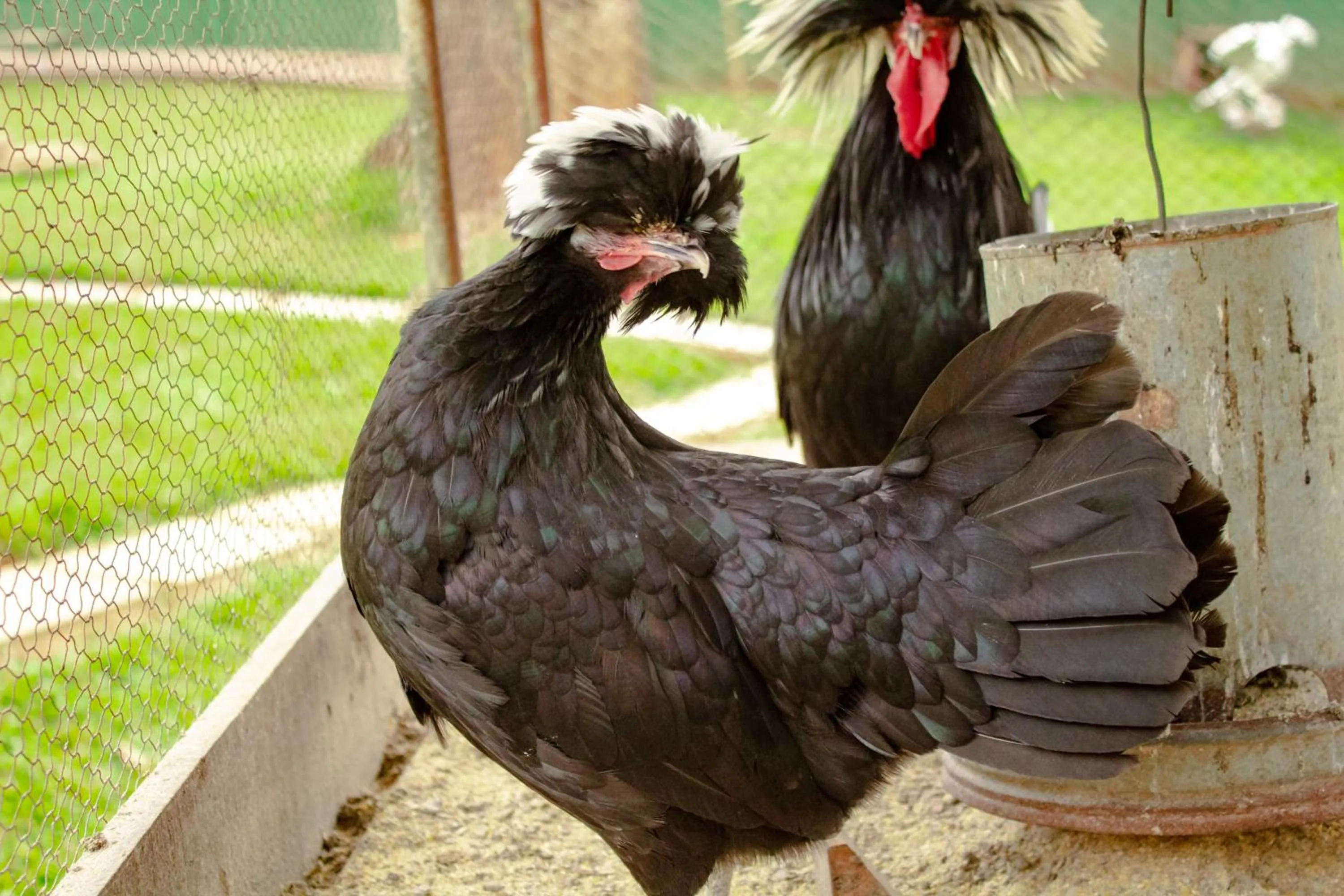 Animals in Hotel Fazenda Vale Amanhecer