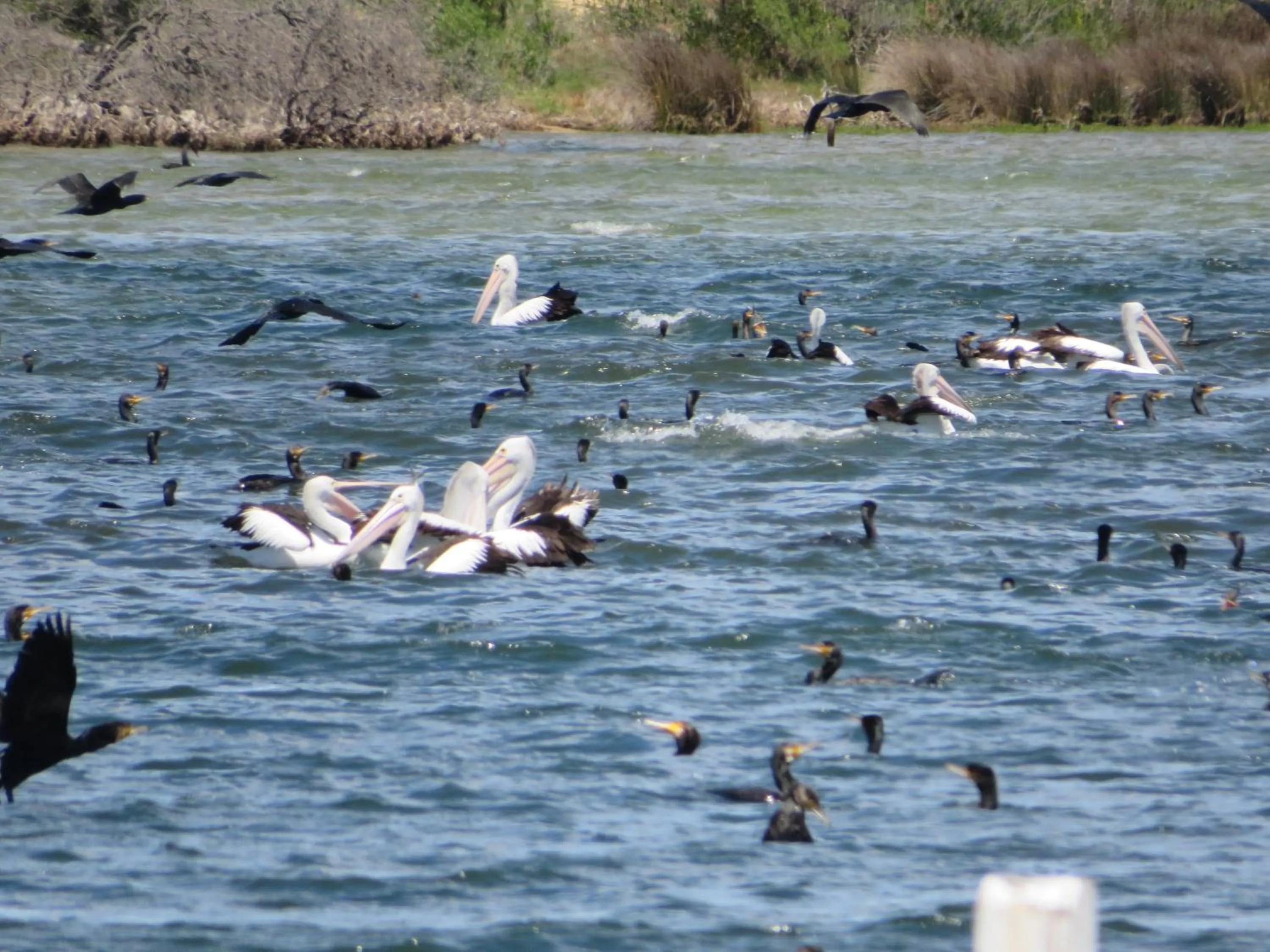 Natural landscape in Lakes Entrance Waterfront Cottages with King Beds