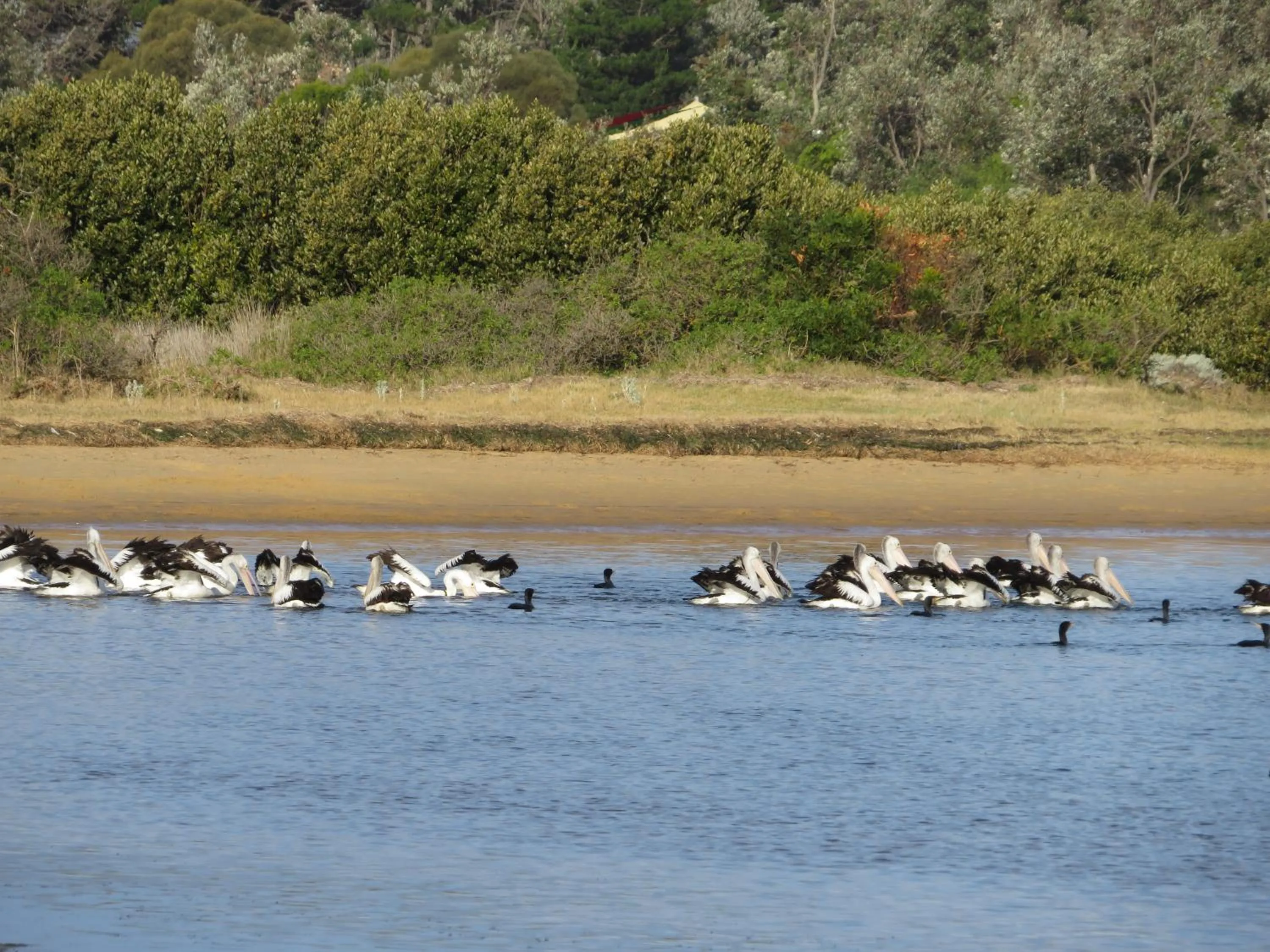 Natural landscape in Lakes Entrance Waterfront Cottages with King Beds