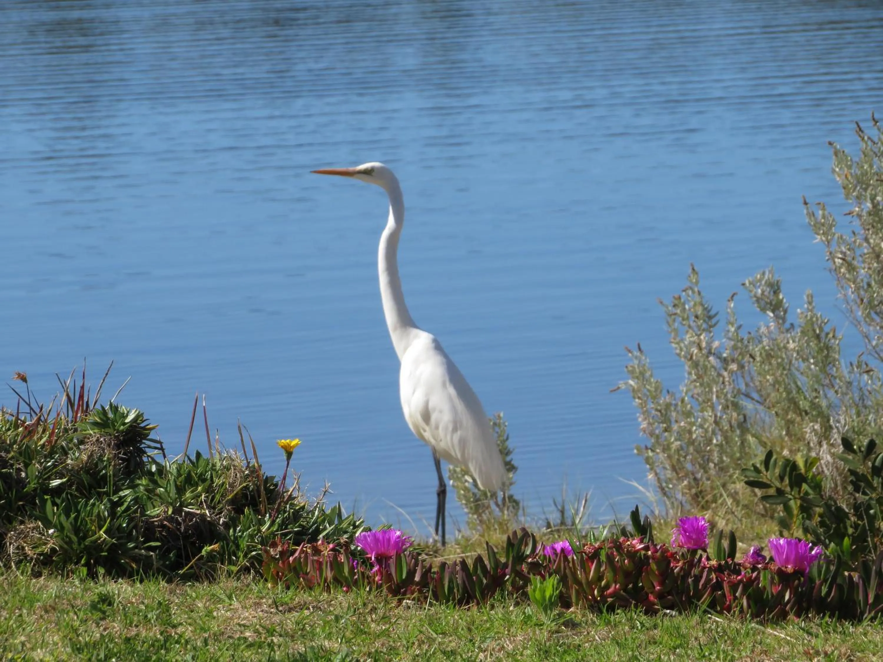 Natural landscape in Lakes Entrance Waterfront Cottages with King Beds