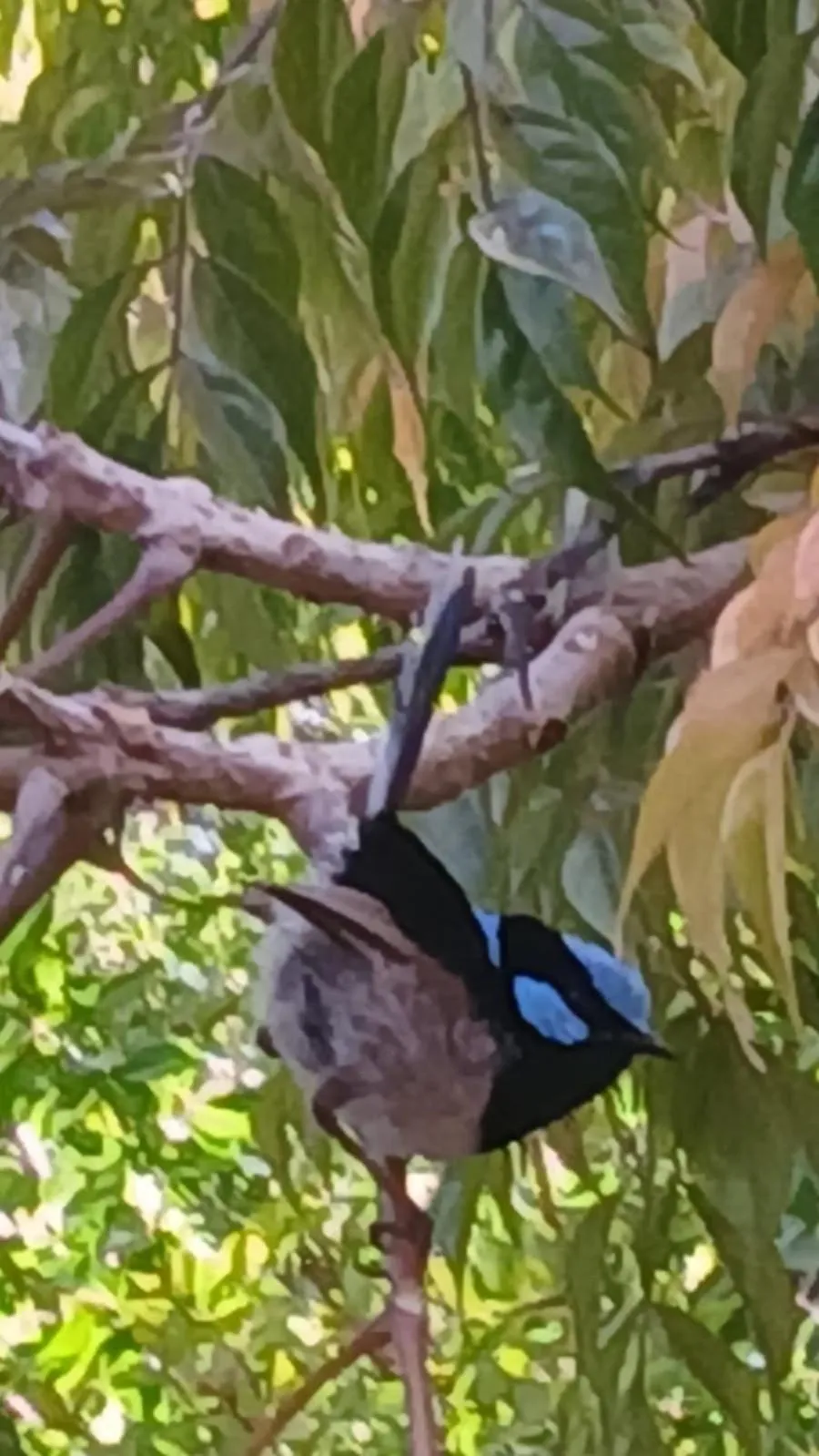 Garden in Lakes Entrance Waterfront Cottages with King Beds