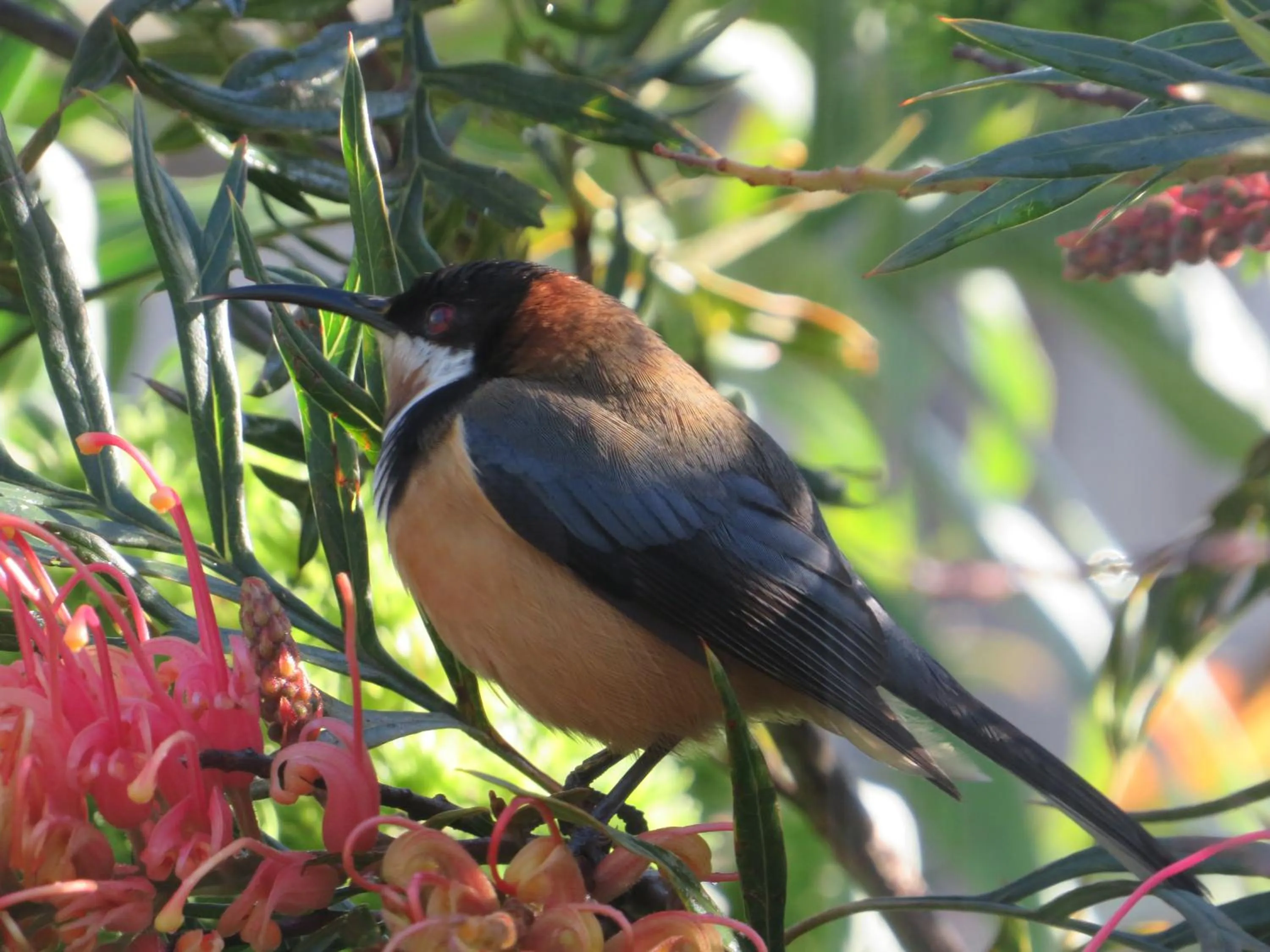 Natural landscape in Lakes Entrance Waterfront Cottages with King Beds