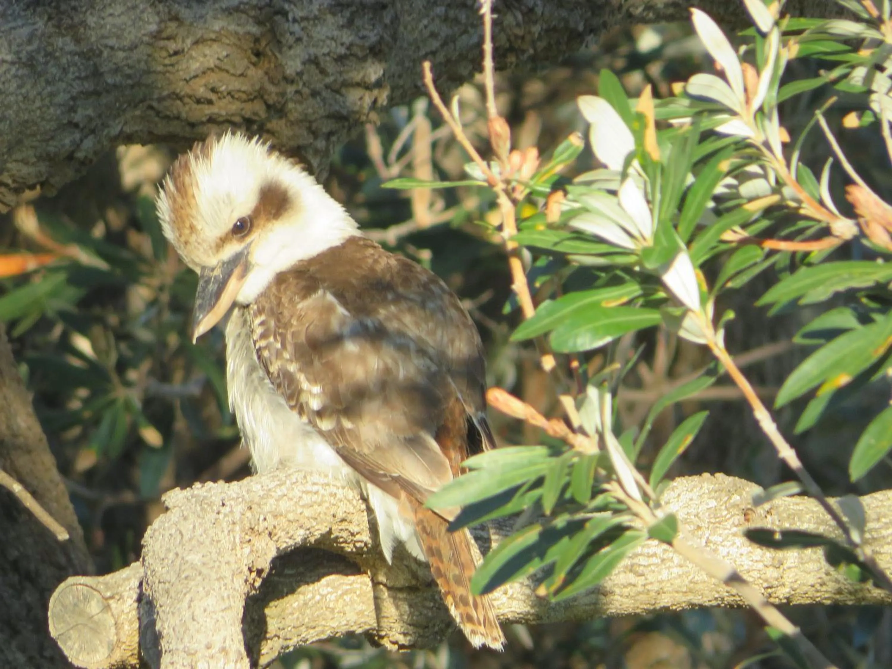 Natural landscape in Lakes Entrance Waterfront Cottages with King Beds