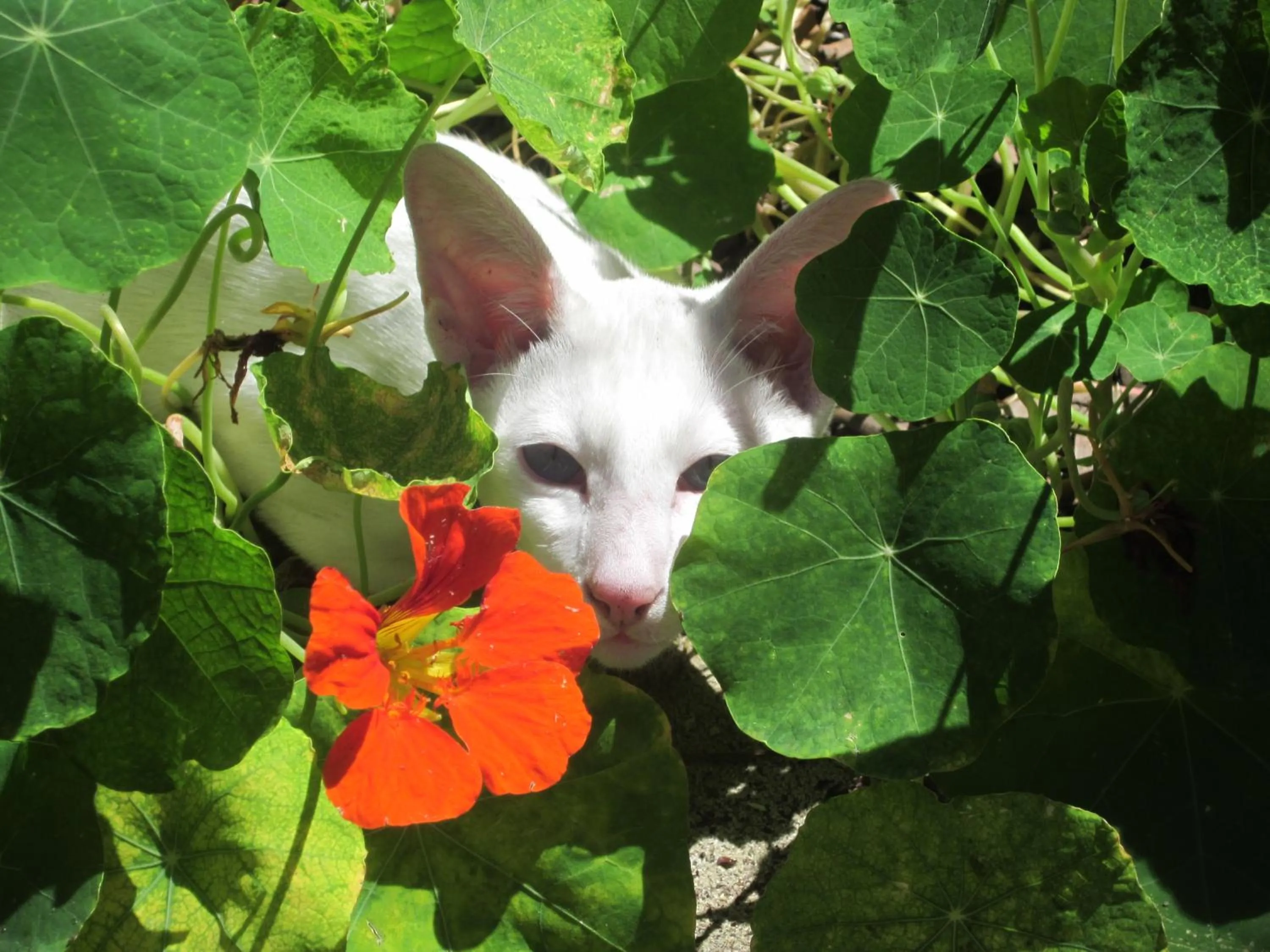 Pets in Lakes Entrance Waterfront Cottages with King Beds