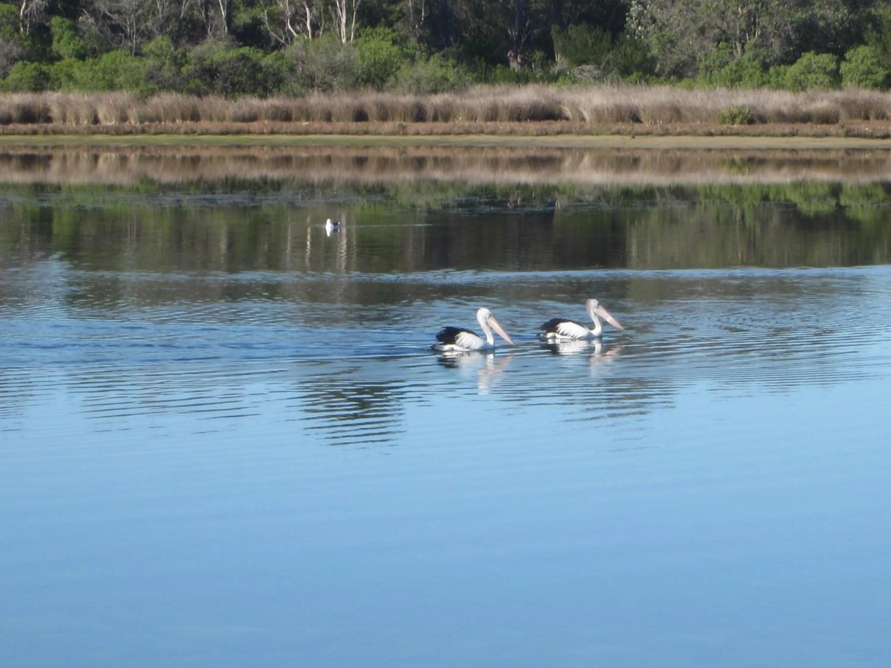 Animals in Lakes Entrance Waterfront Cottages with King Beds