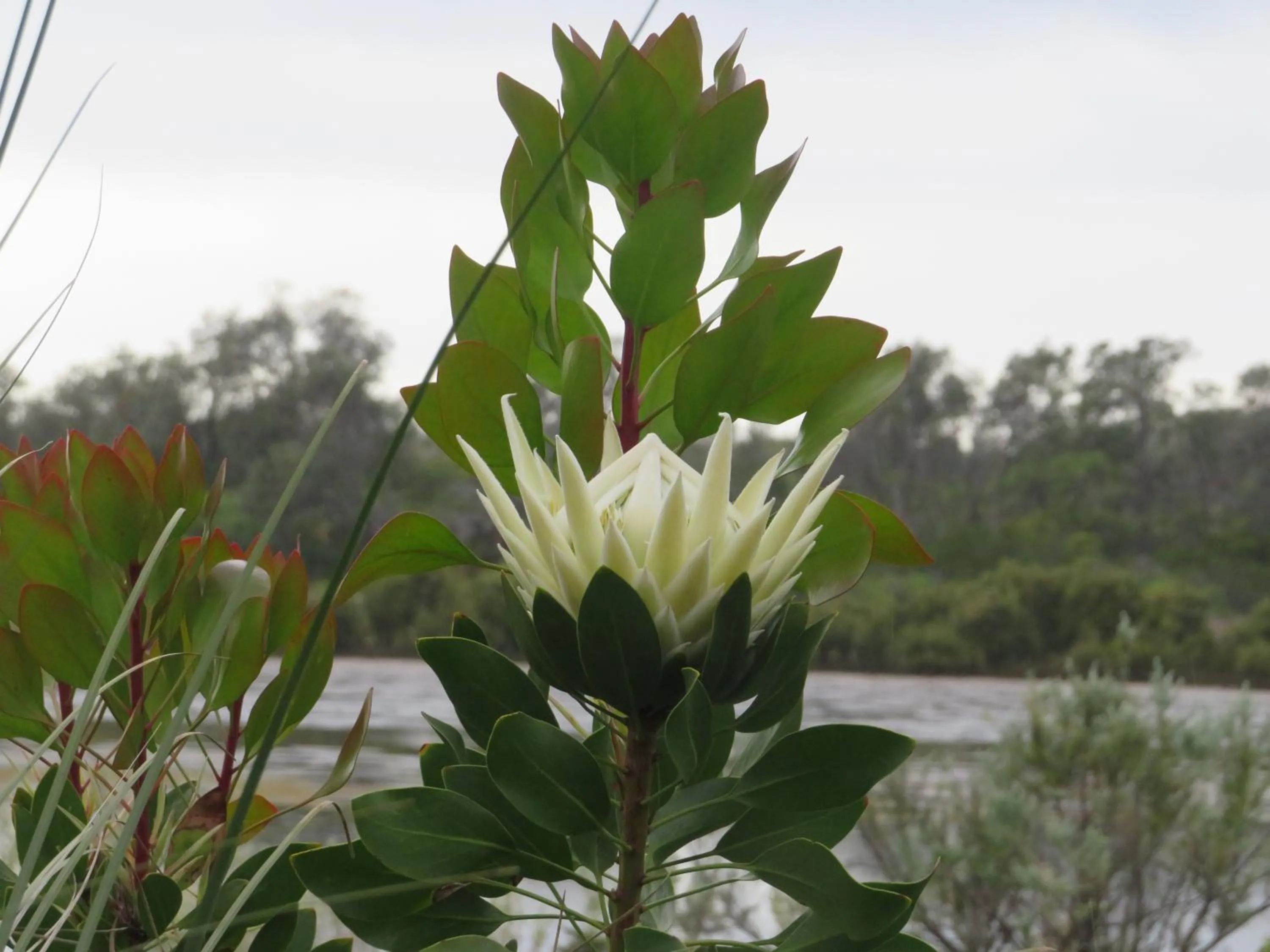Garden in Lakes Entrance Waterfront Cottages with King Beds