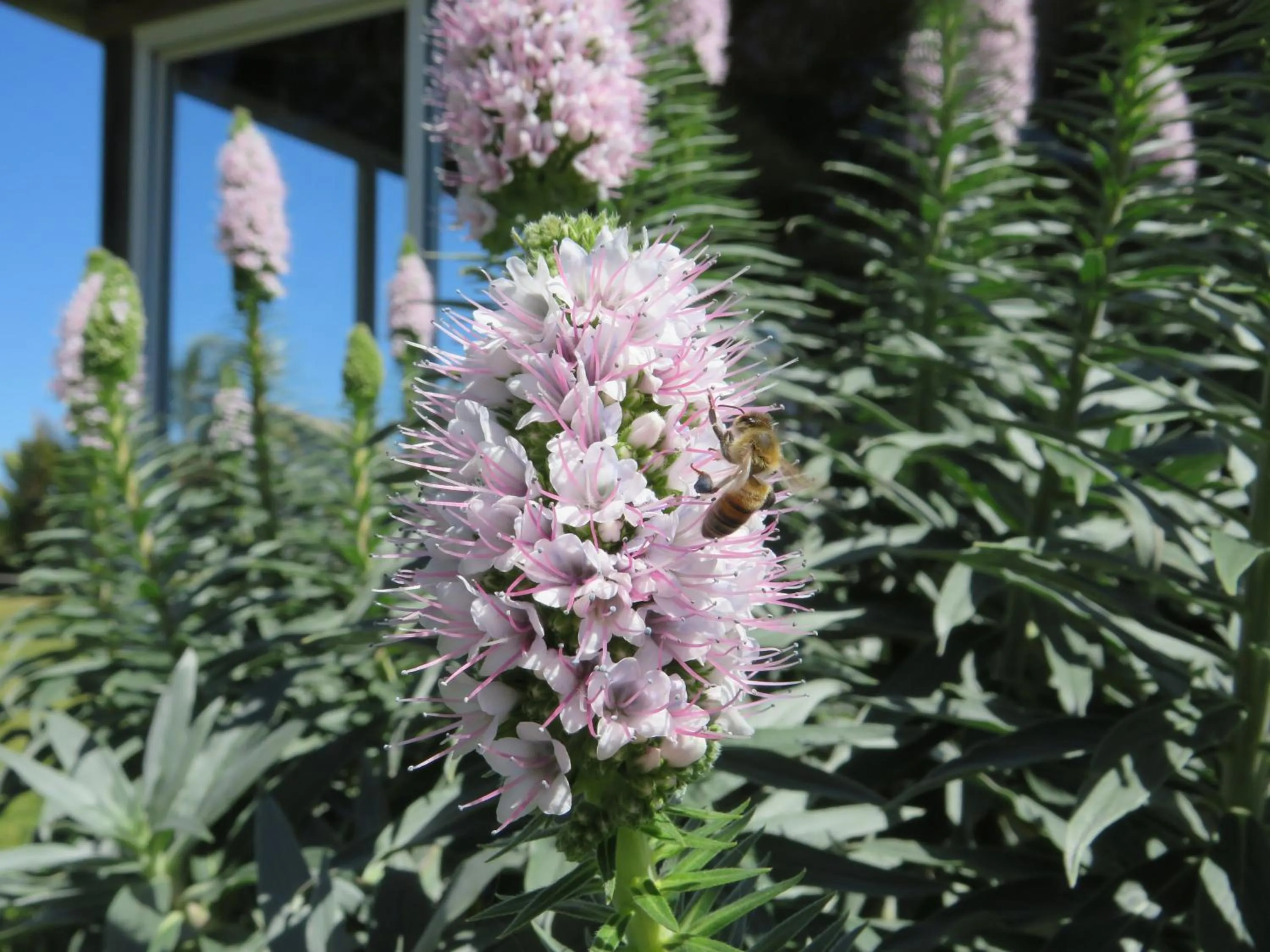 Garden in Lakes Entrance Waterfront Cottages with King Beds