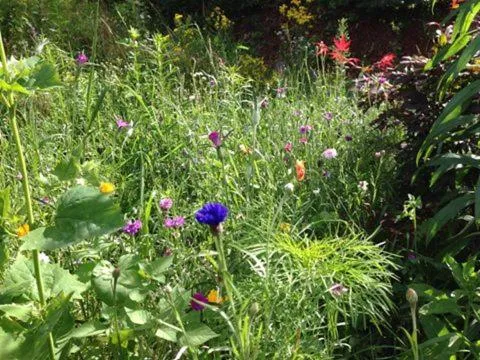 Garden in Hotel Sonnenhof