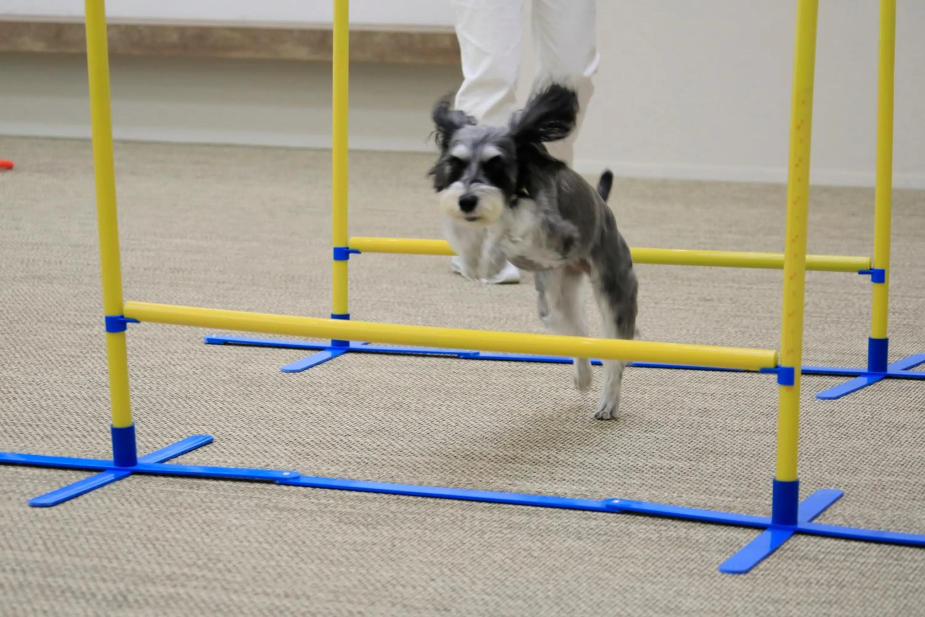 Other in Yutorelo Tateshina Hotel with DOGS