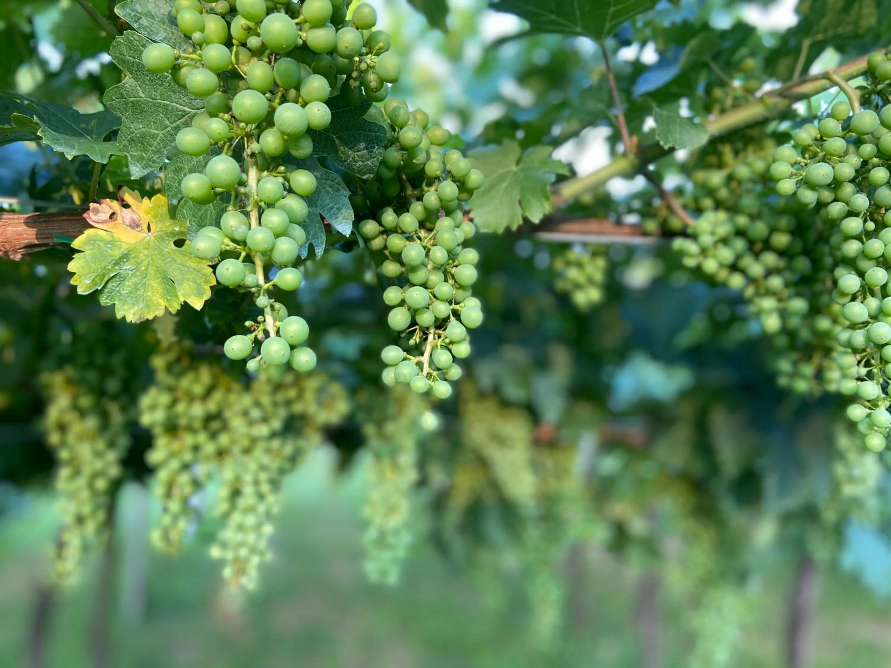 Garden in Locanda Arizona