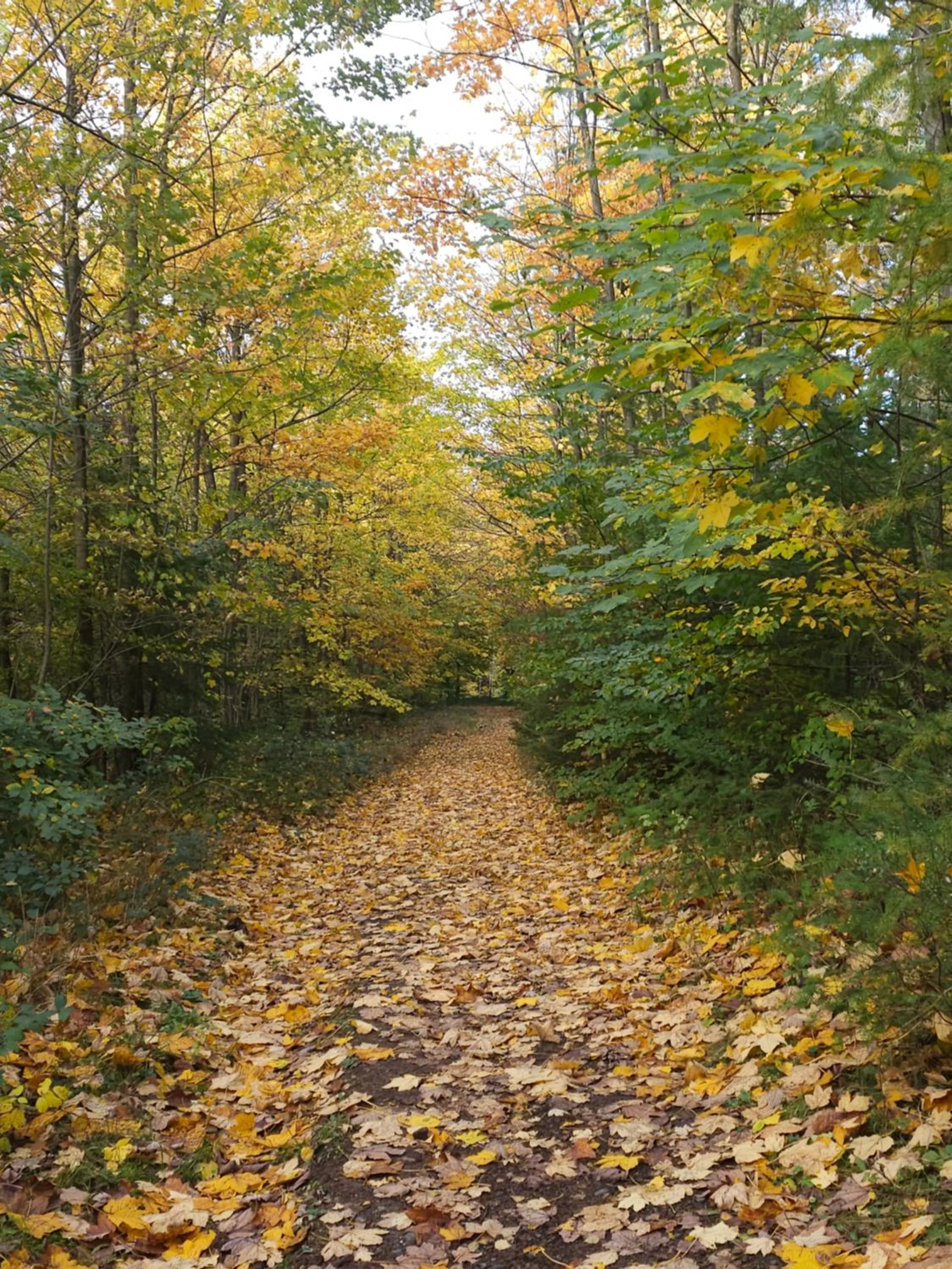 Natural landscape in Hotel Burgklause