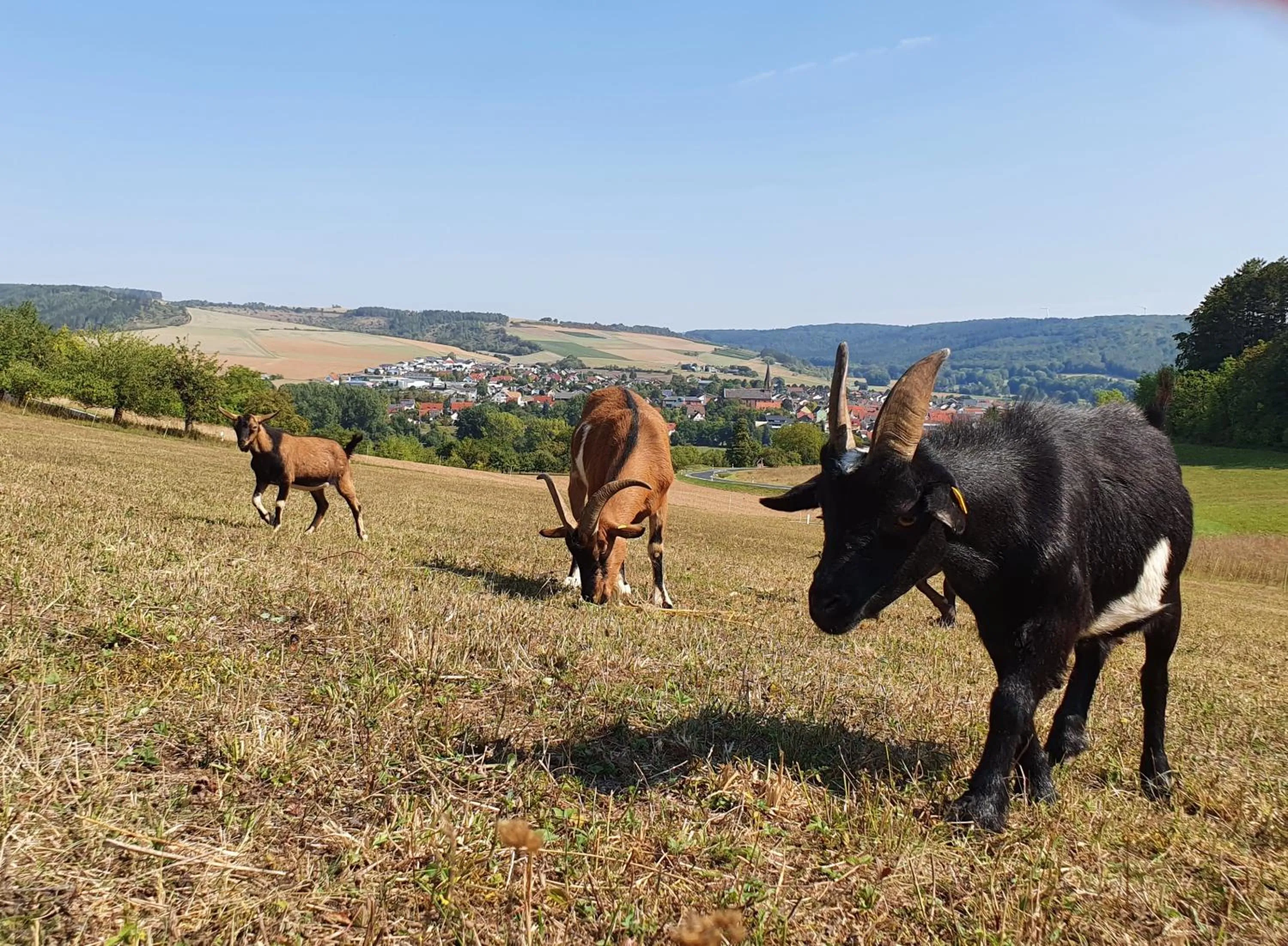 Gasthaus & Hotel Drei Lilien