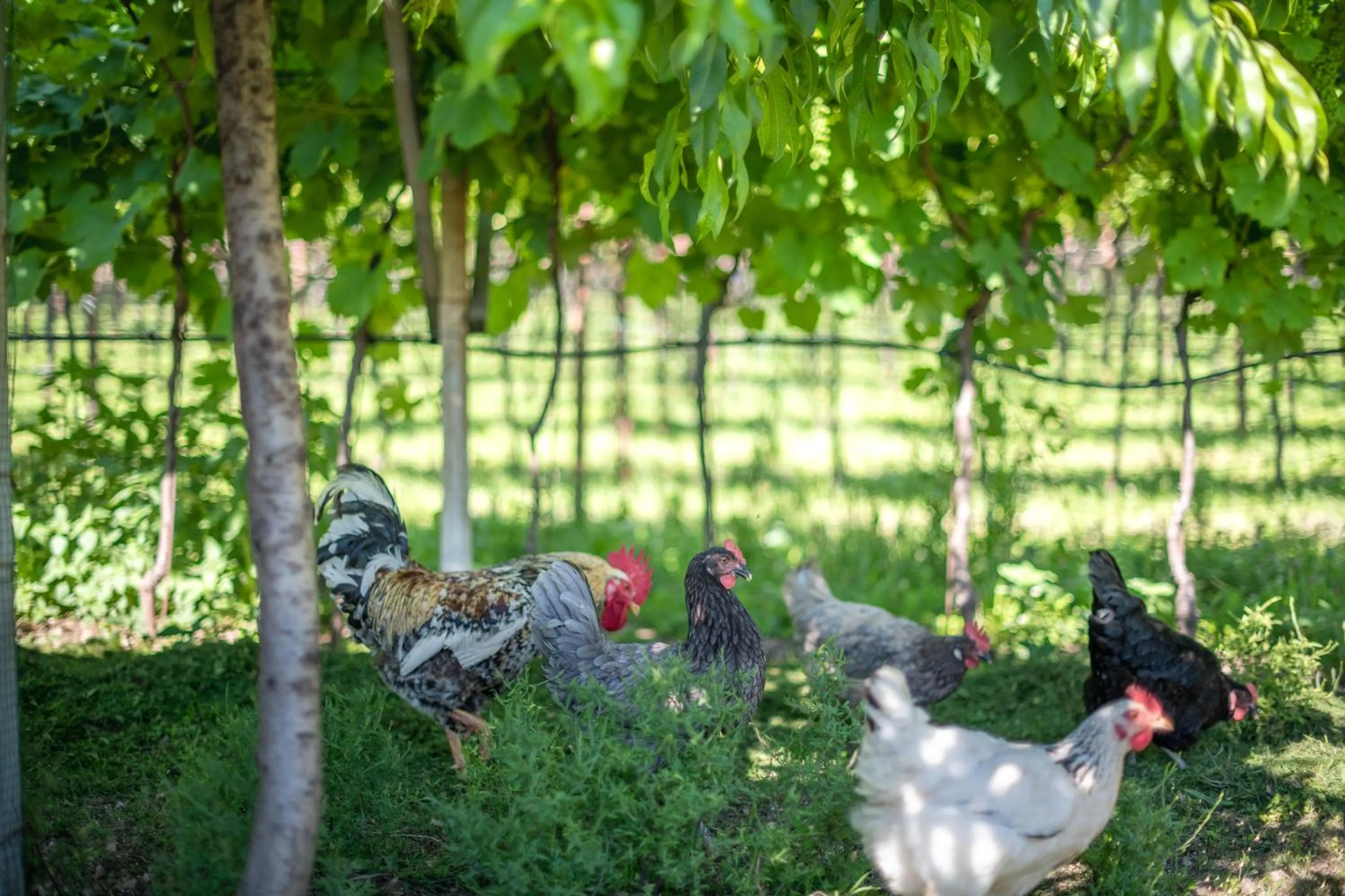 Animals in Rösslhof