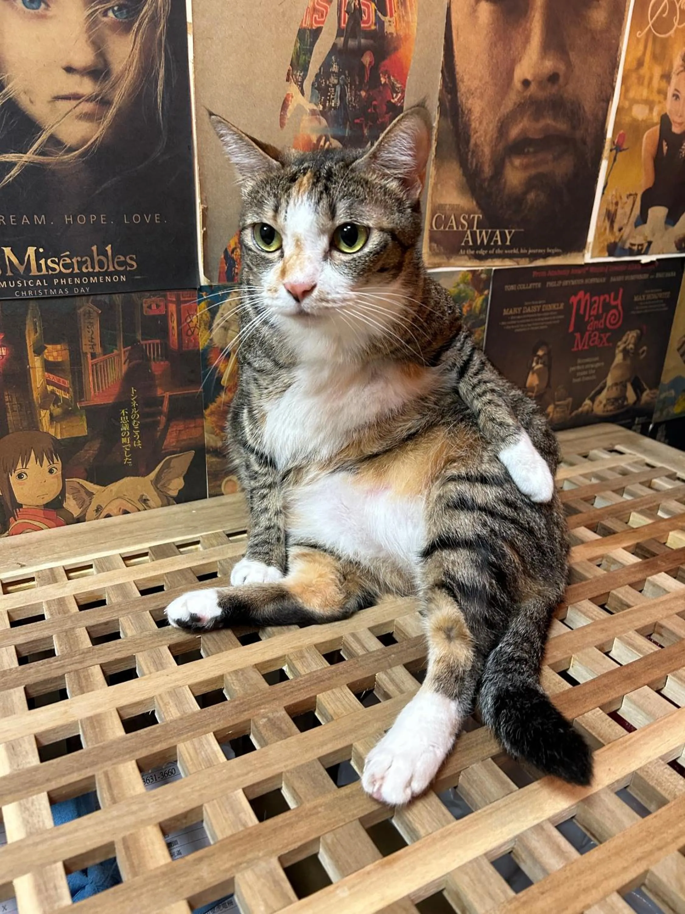 Pets in Taipei Triple Tiger Inn