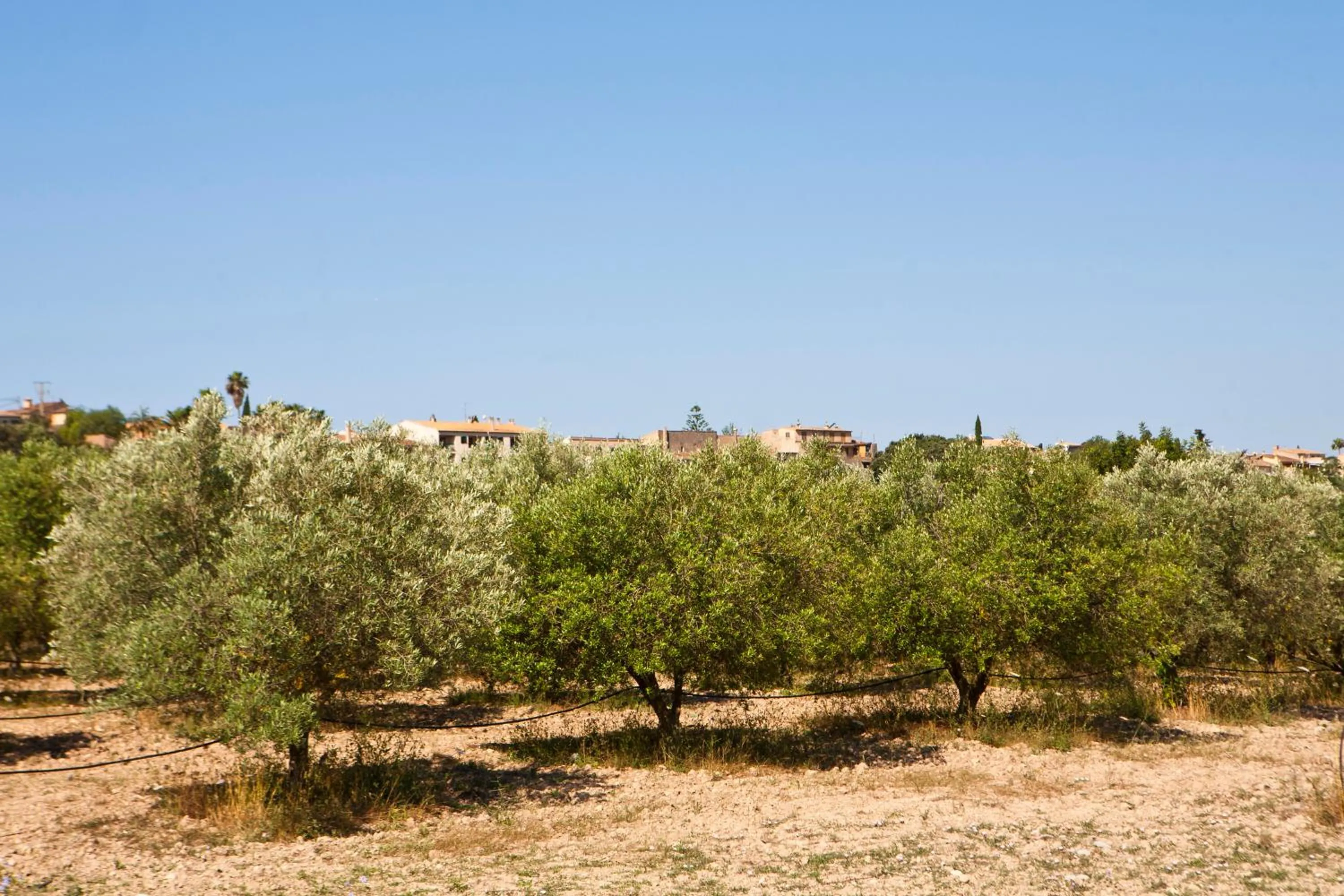 Garden in S'Hort de Son Caulelles - Adults Only