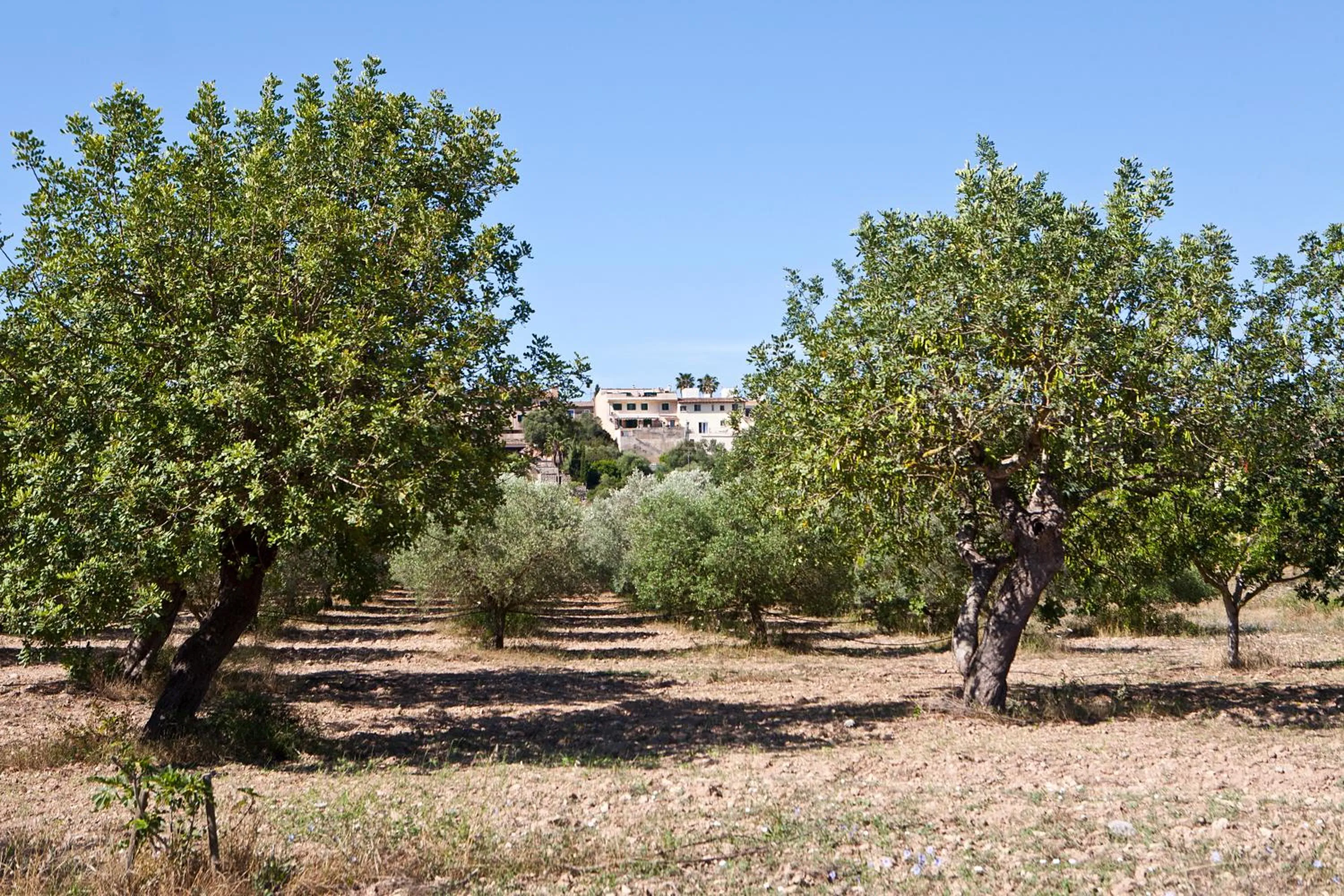 Garden in S'Hort de Son Caulelles - Adults Only