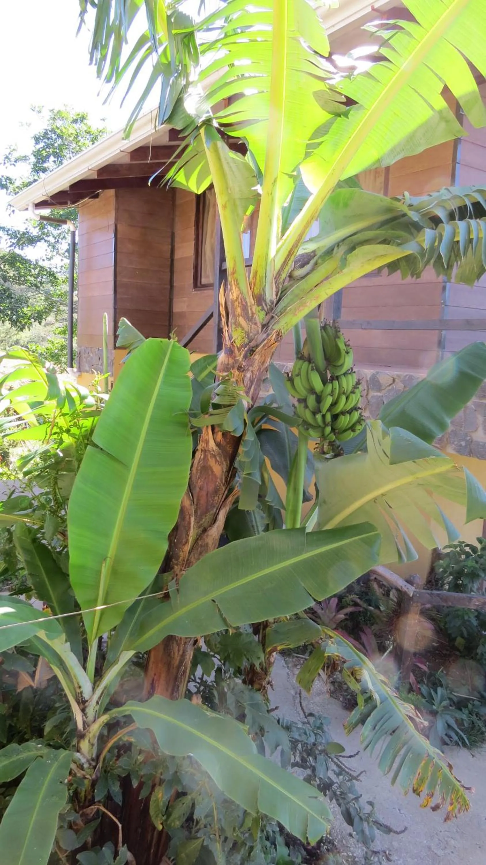Garden in Rinconcito Verde