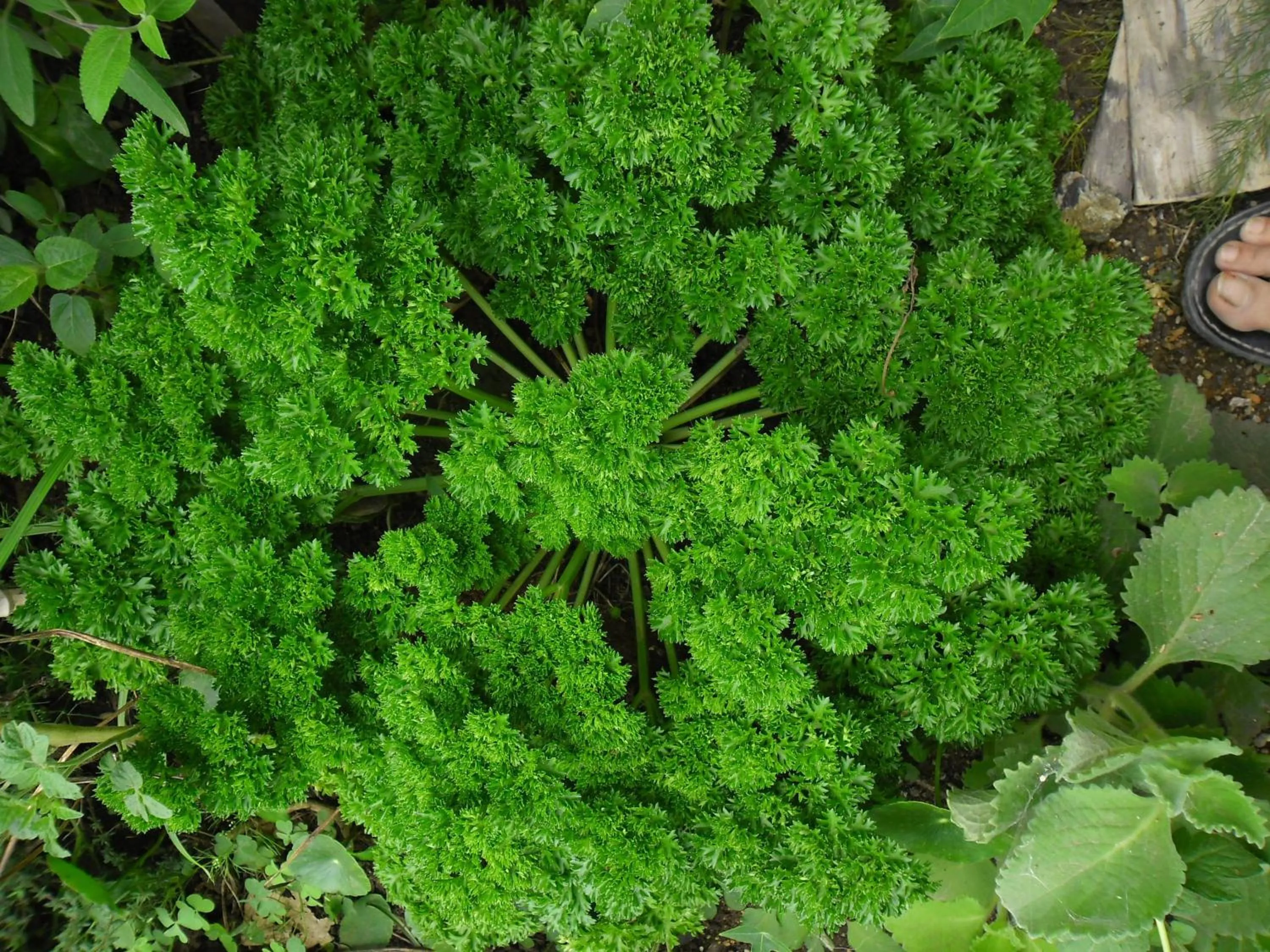 Garden in Rinconcito Verde