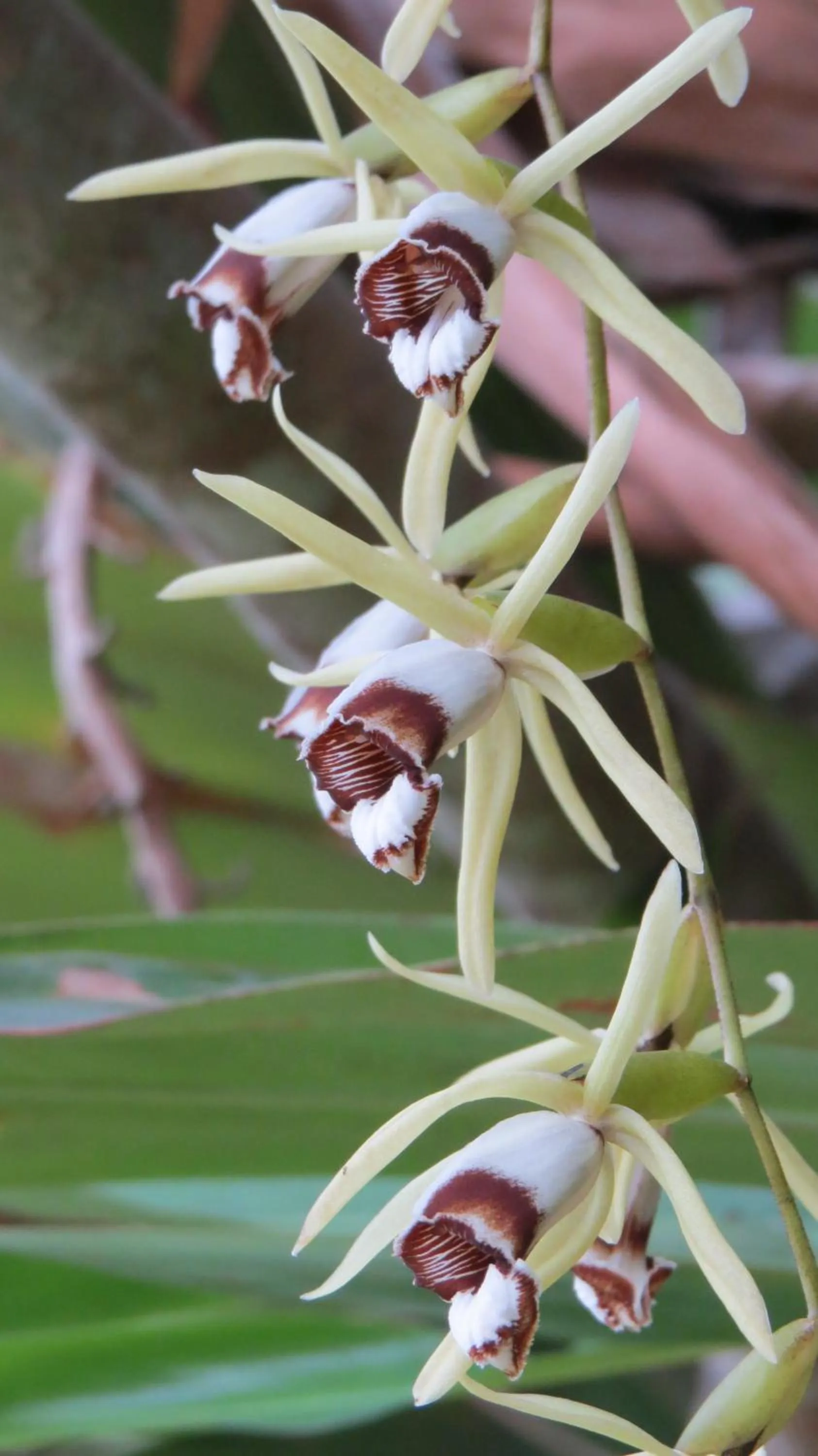 Garden in Rinconcito Verde