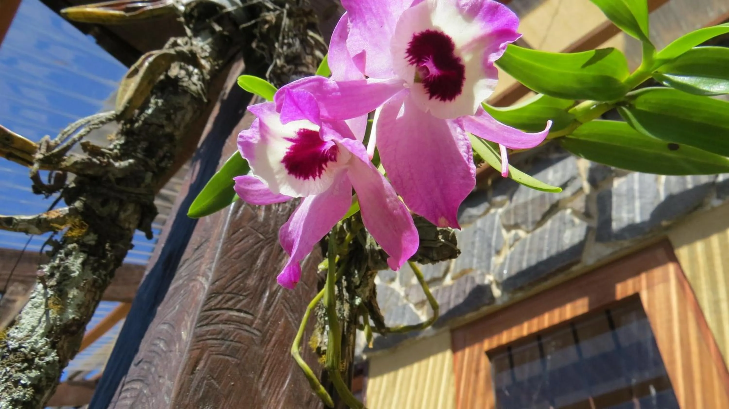Garden in Rinconcito Verde