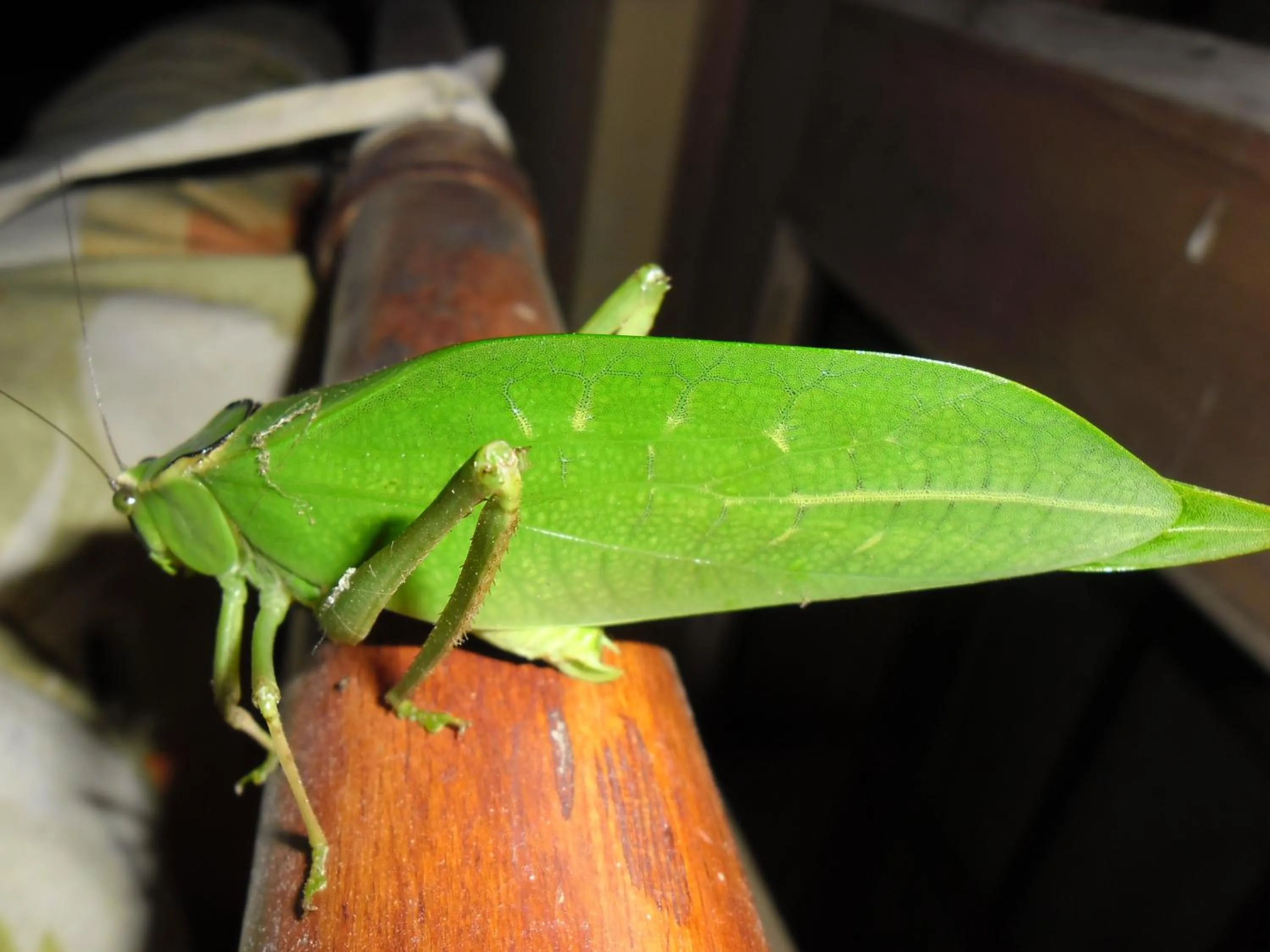 Garden in Rinconcito Verde