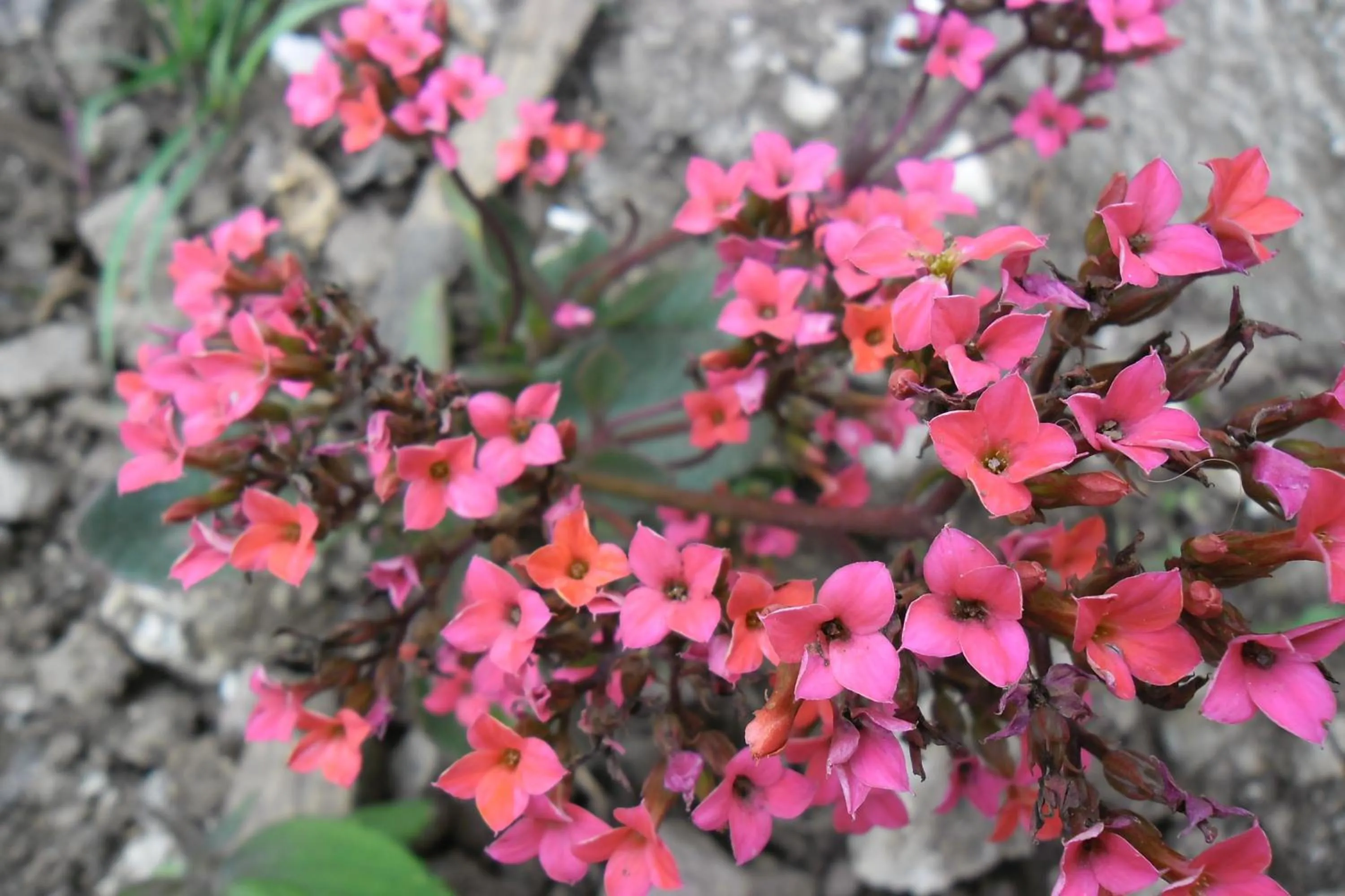 Garden in Rinconcito Verde