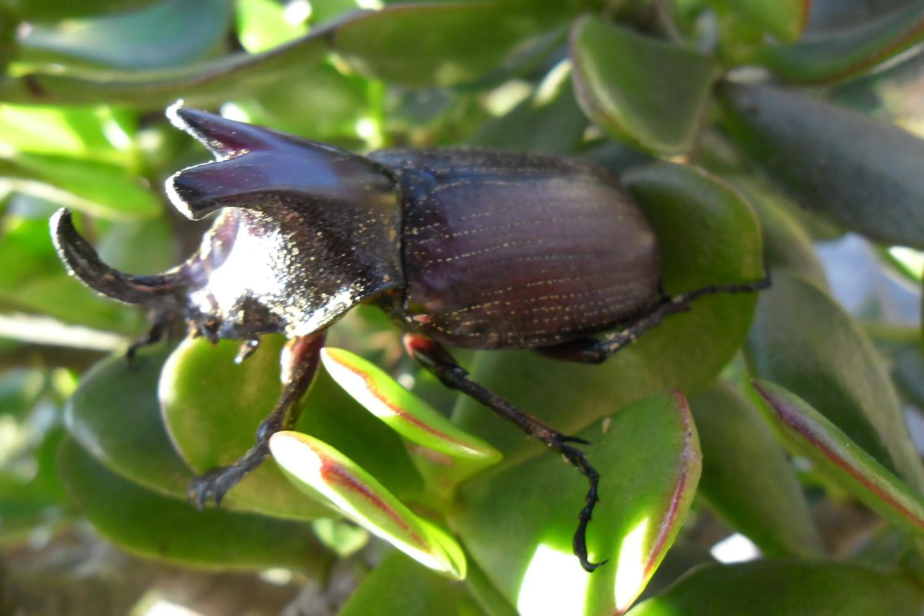 Garden in Rinconcito Verde