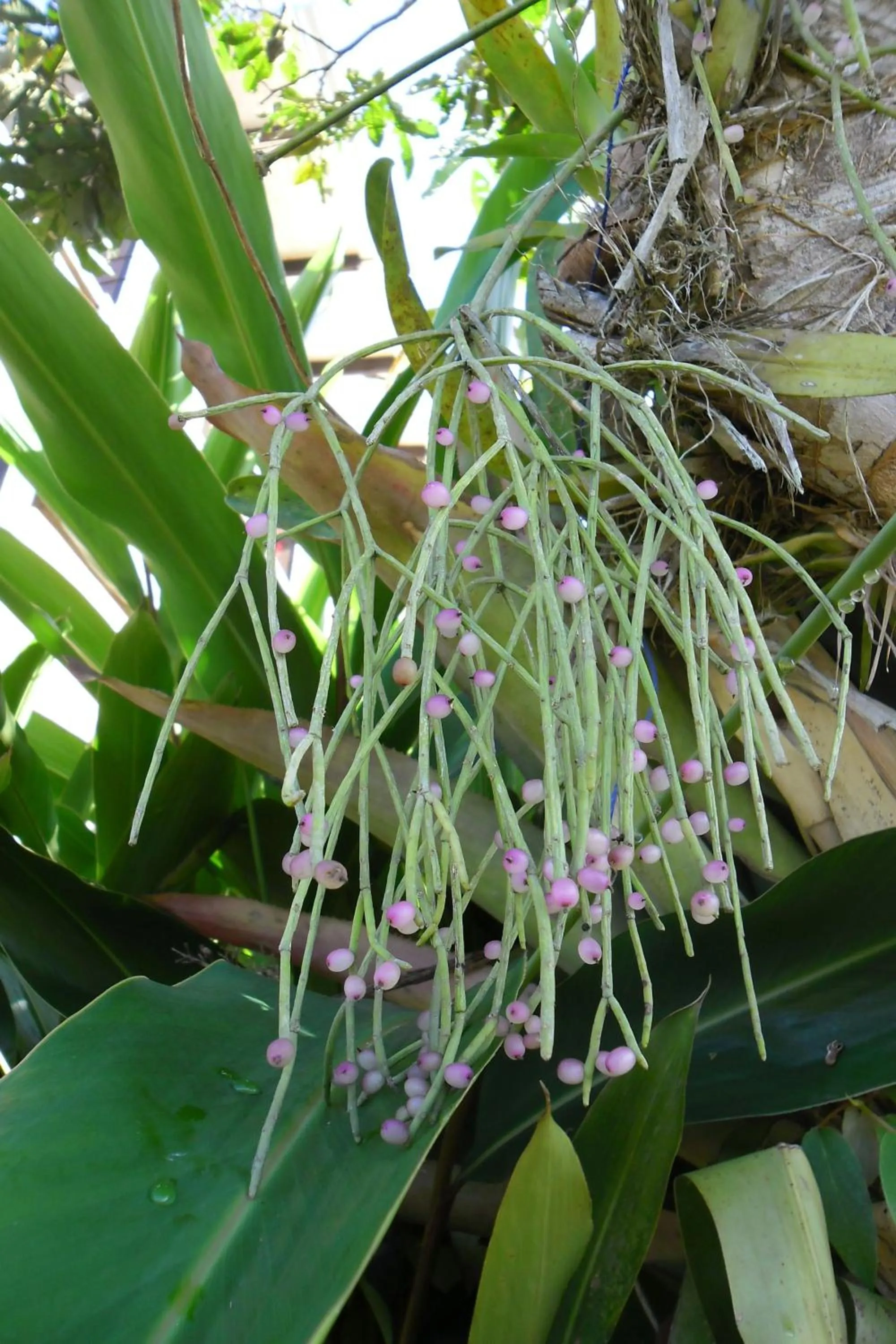 Garden in Rinconcito Verde