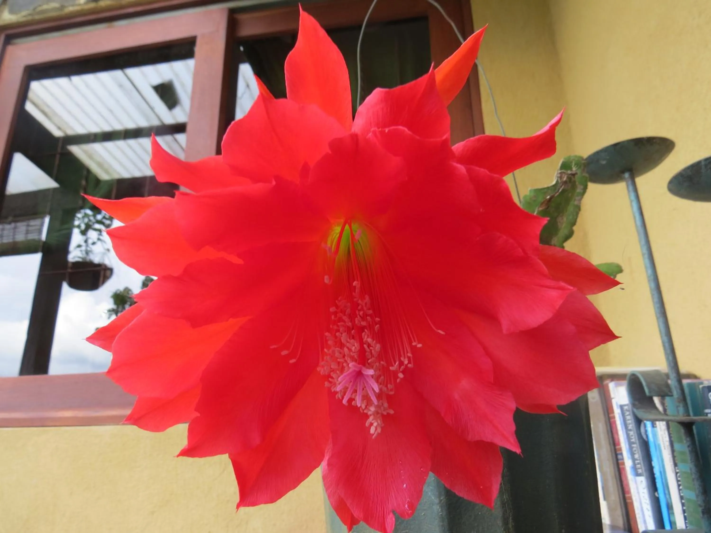 Garden in Rinconcito Verde