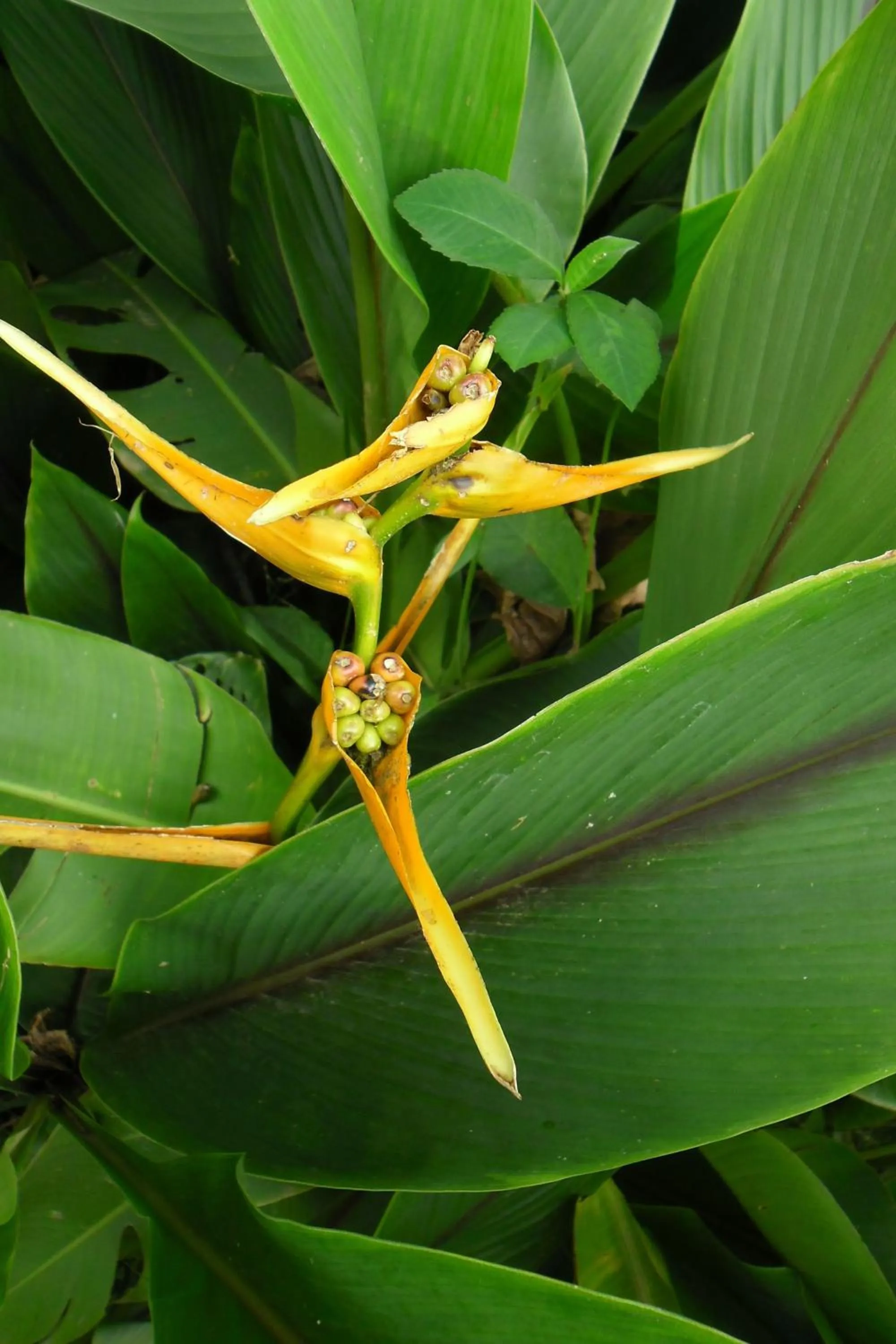 Garden in Rinconcito Verde