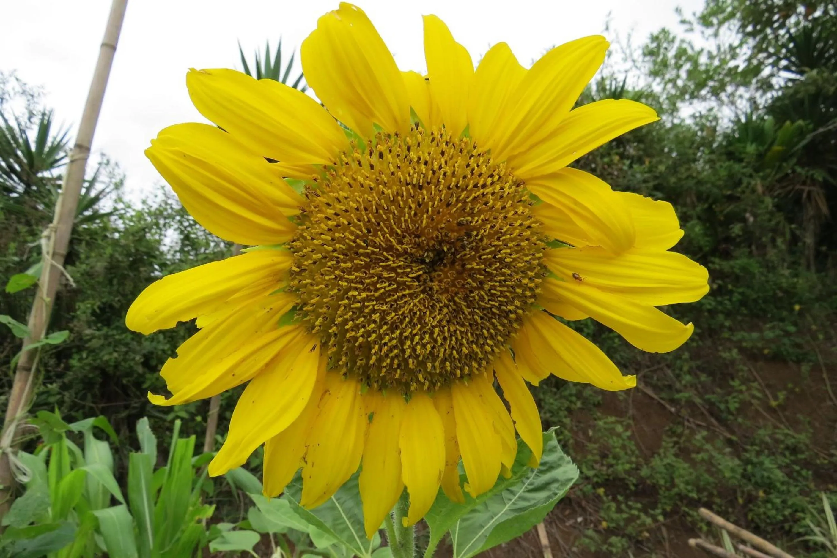 Garden in Rinconcito Verde