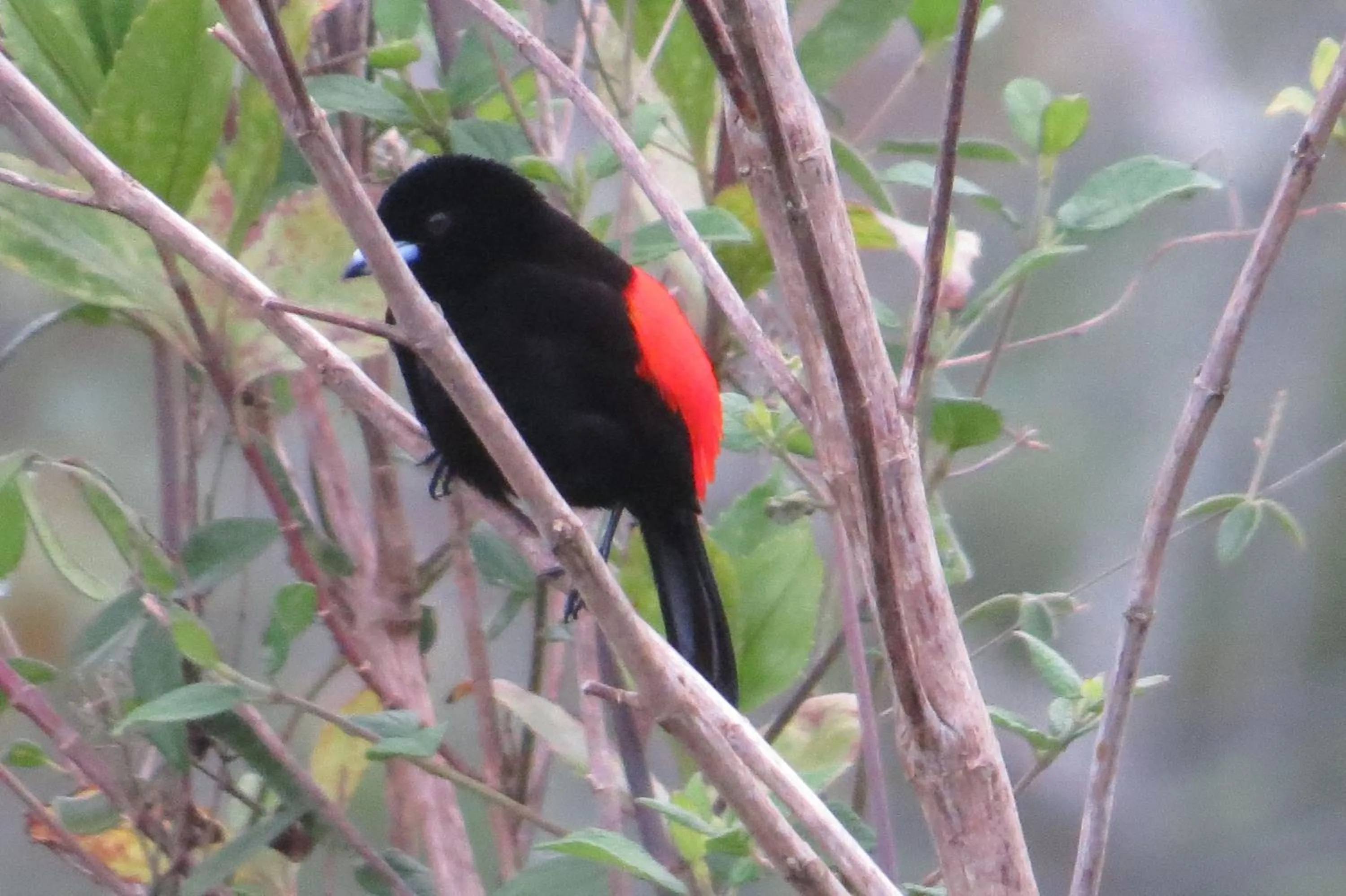 Garden in Rinconcito Verde