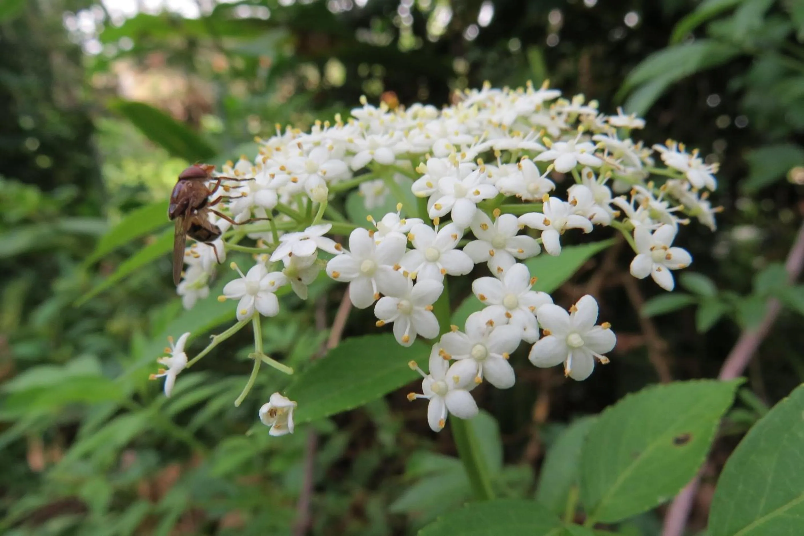 Garden in Rinconcito Verde