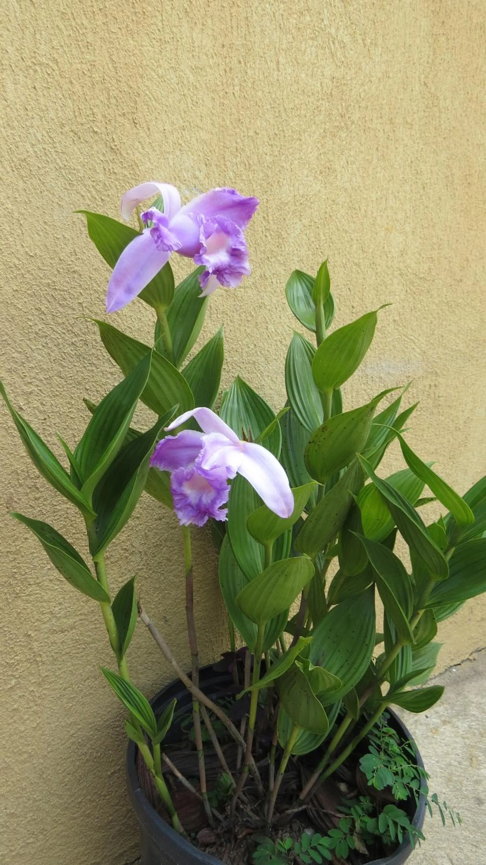 Garden in Rinconcito Verde