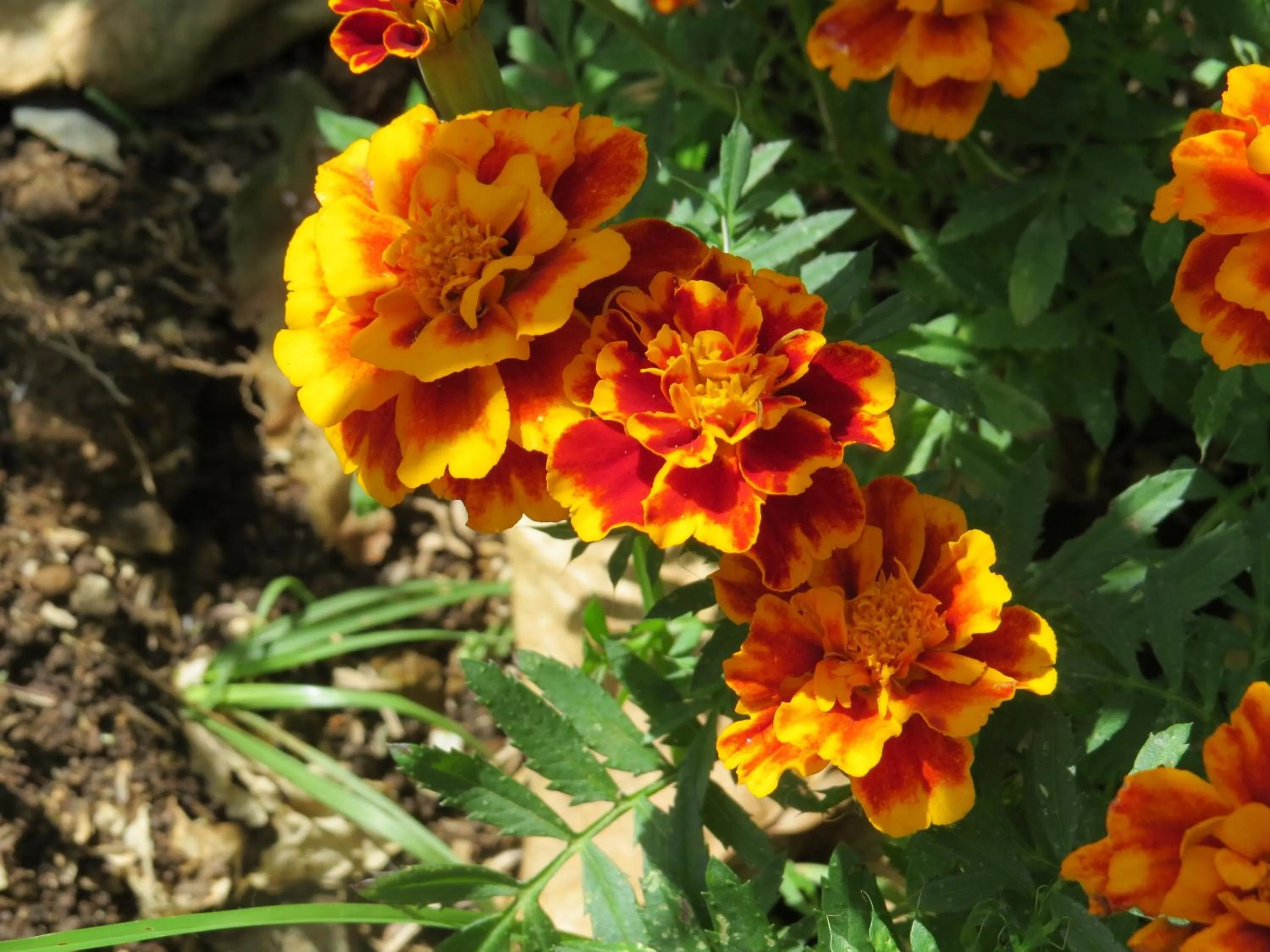 Garden in Rinconcito Verde