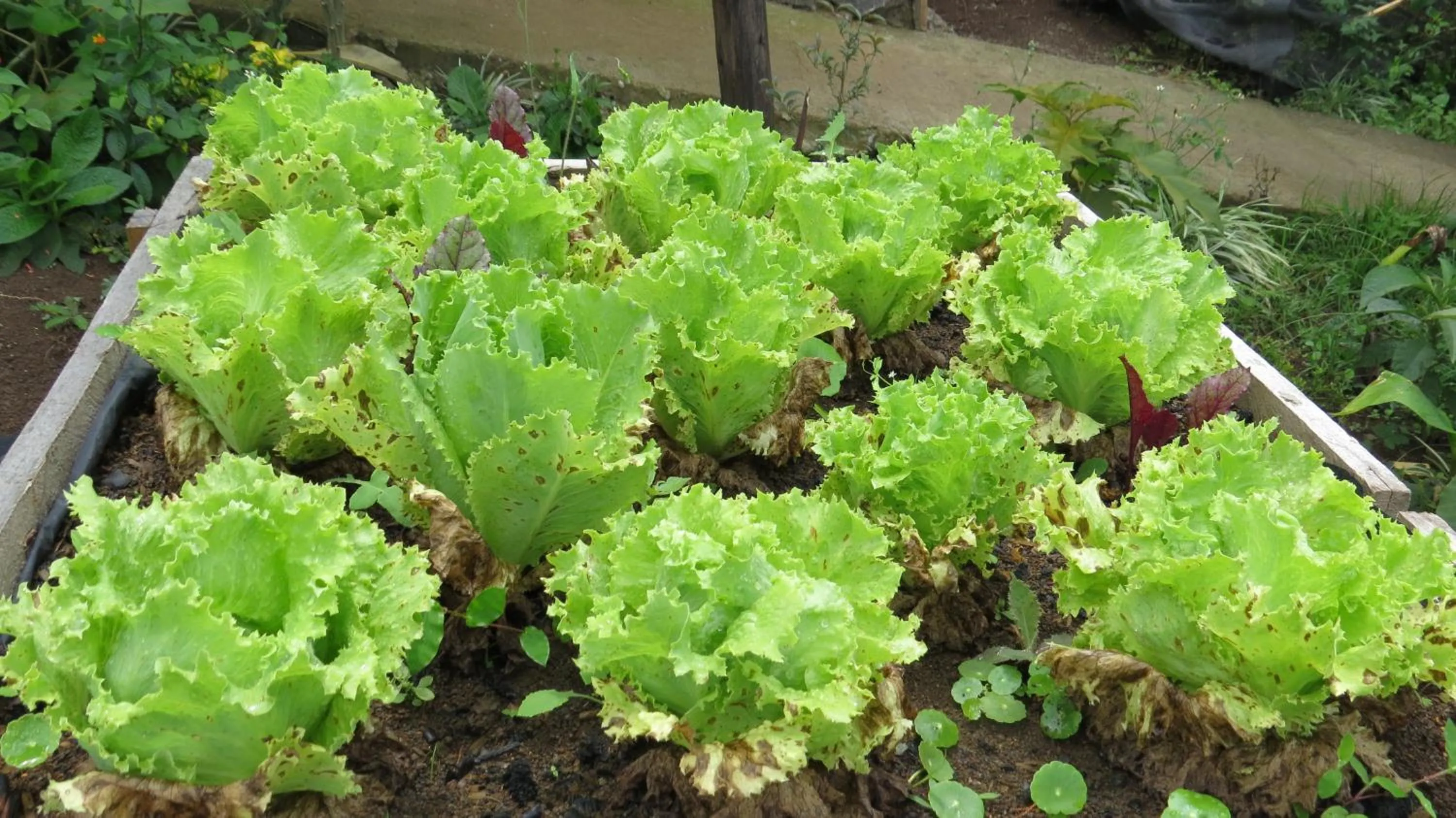 Garden in Rinconcito Verde