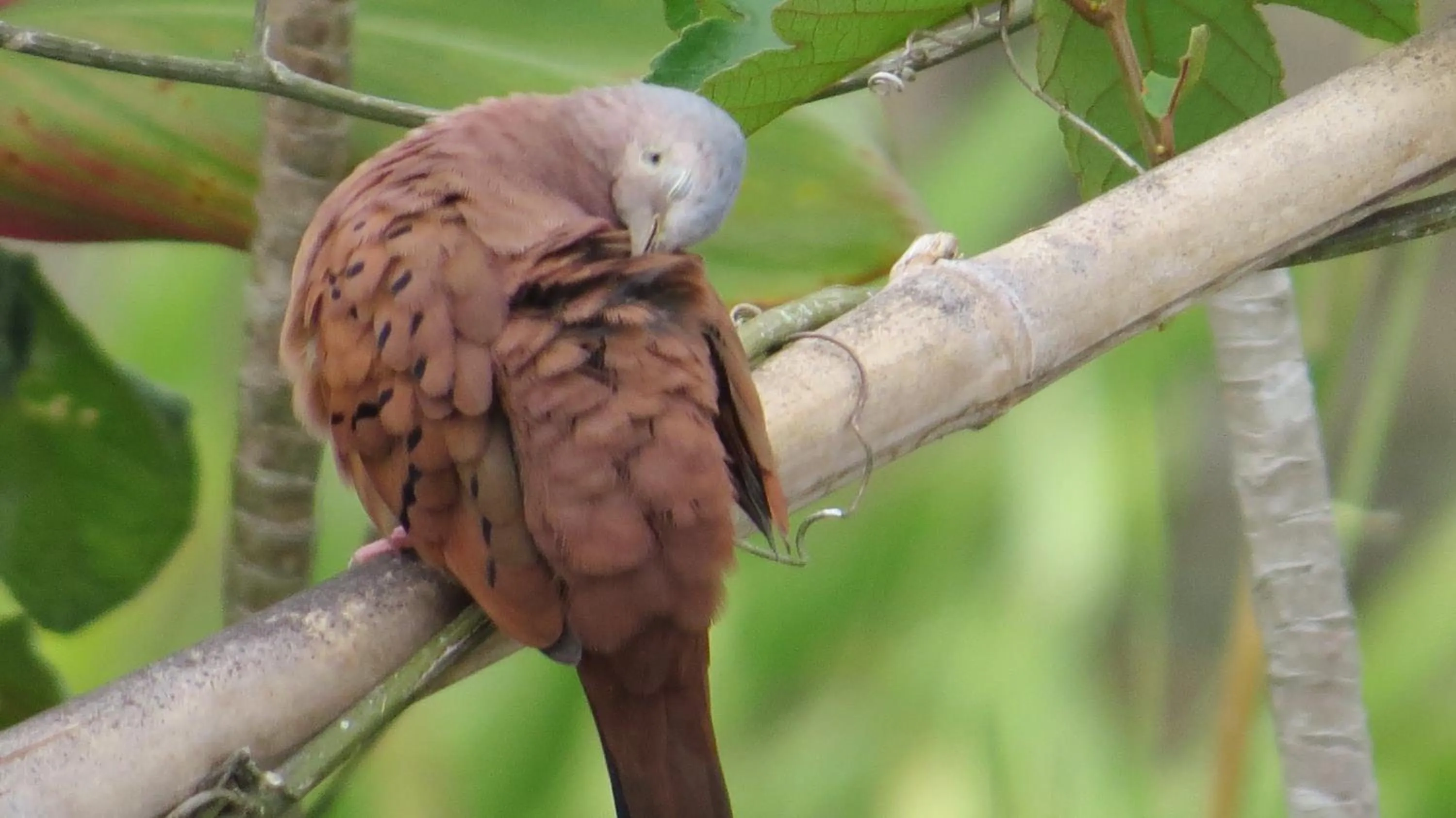 Garden in Rinconcito Verde