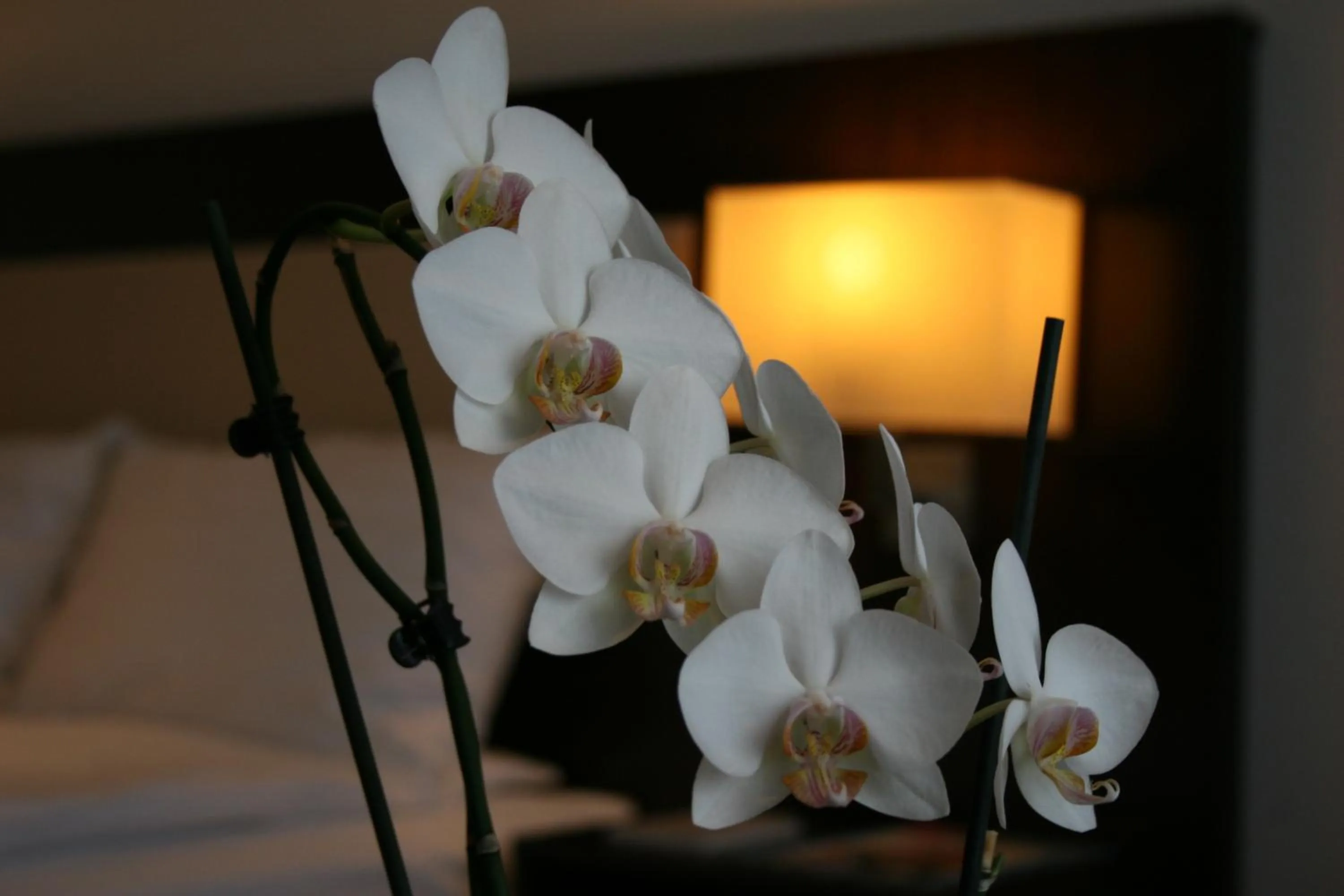 Decorative detail in Best Western Hotel Jena