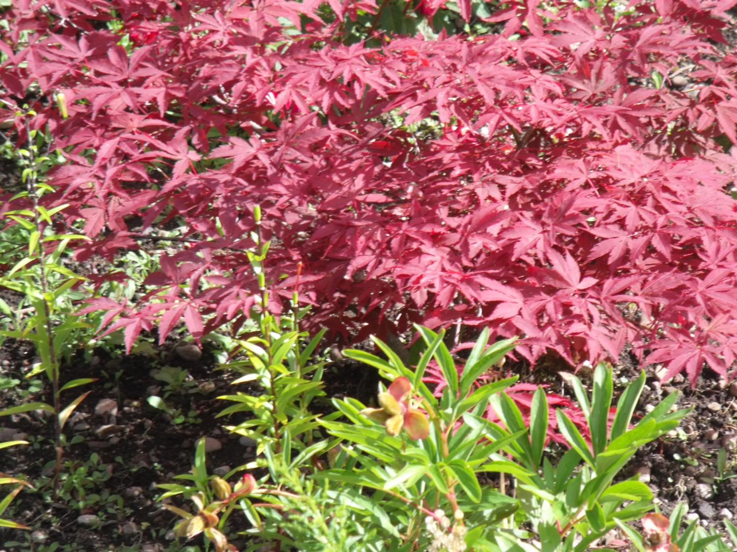 Garden in Arisaig Guest House