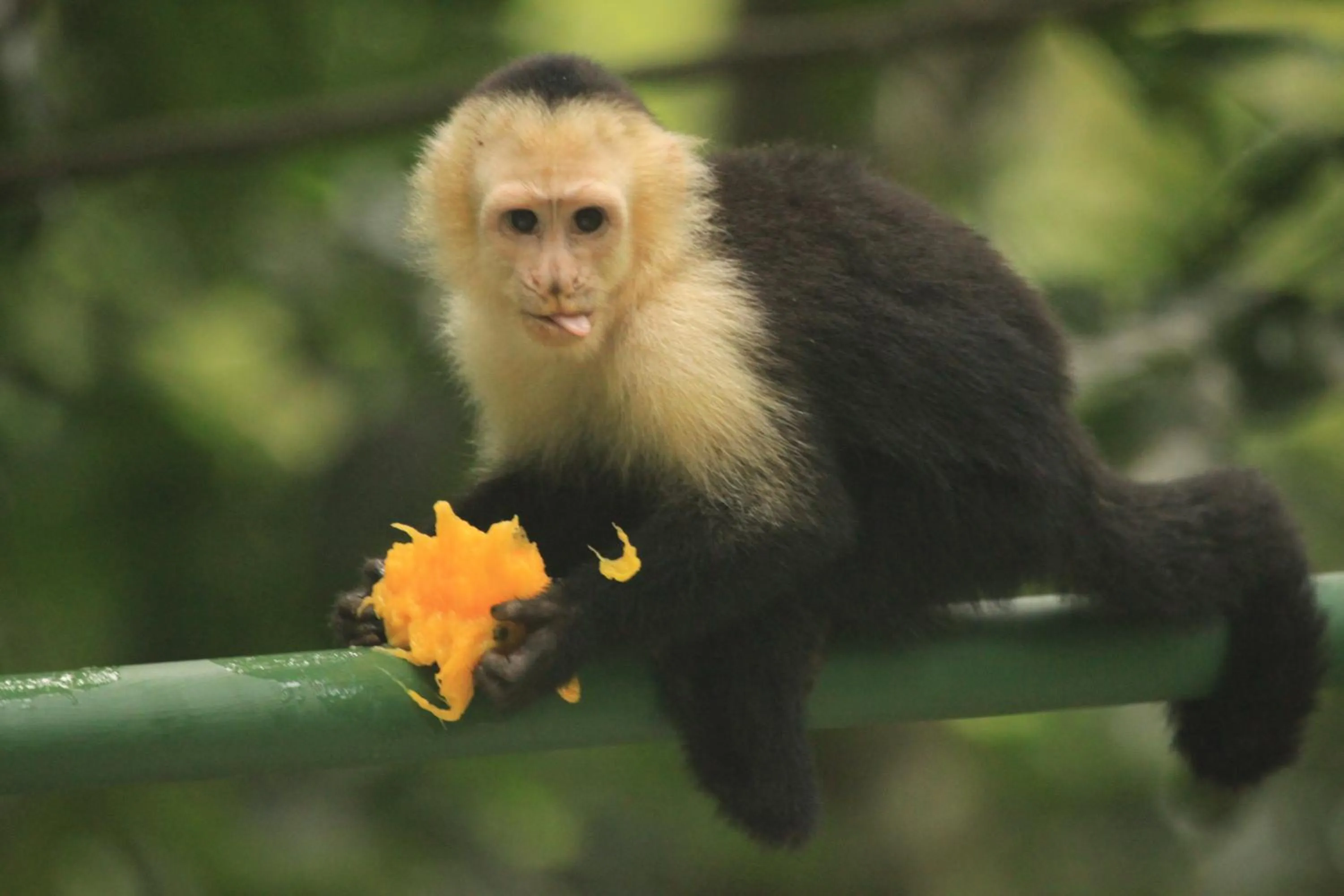 Garden in Karahe Beach Hotel