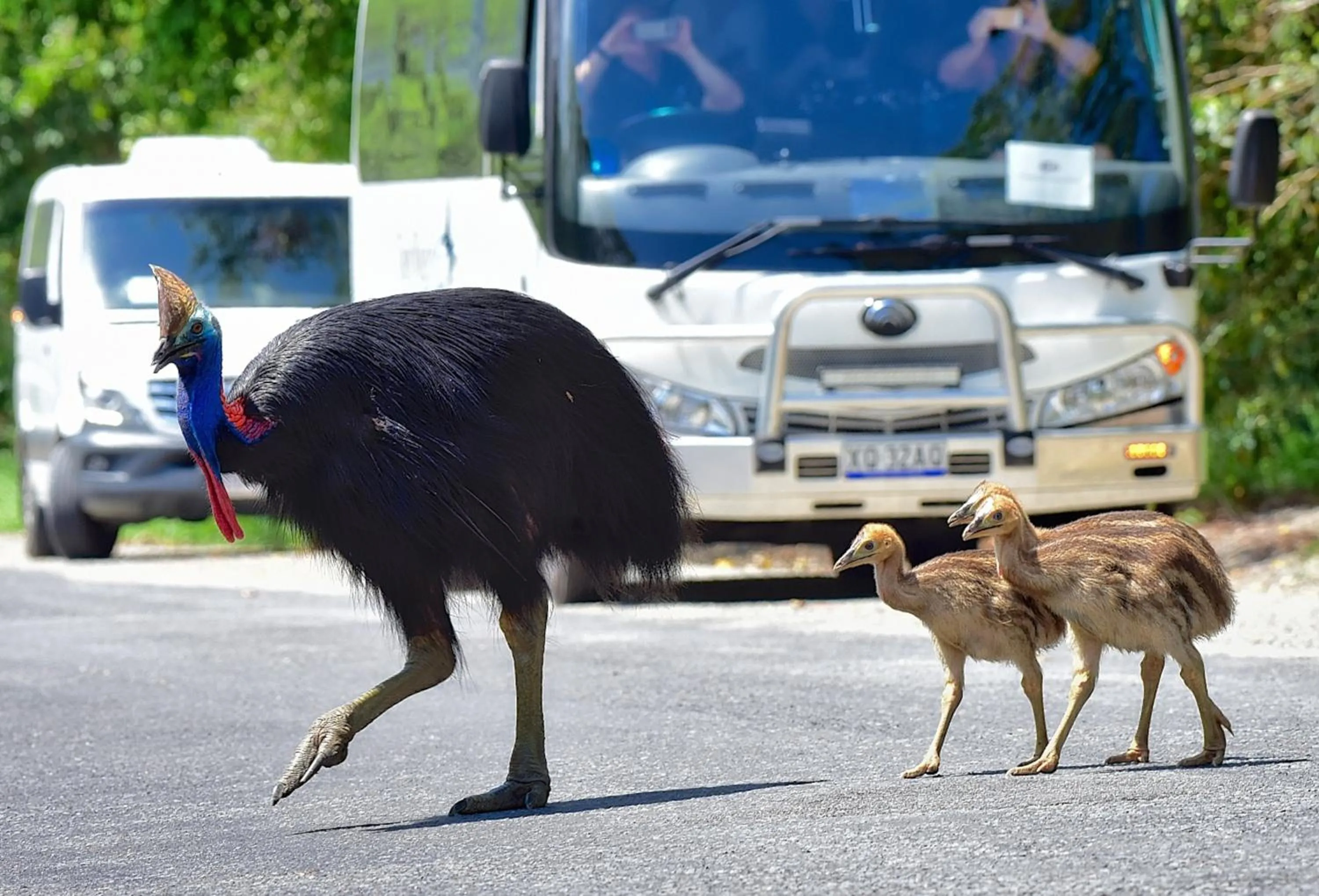 Animals in Thornton Beach Bungalows Daintree