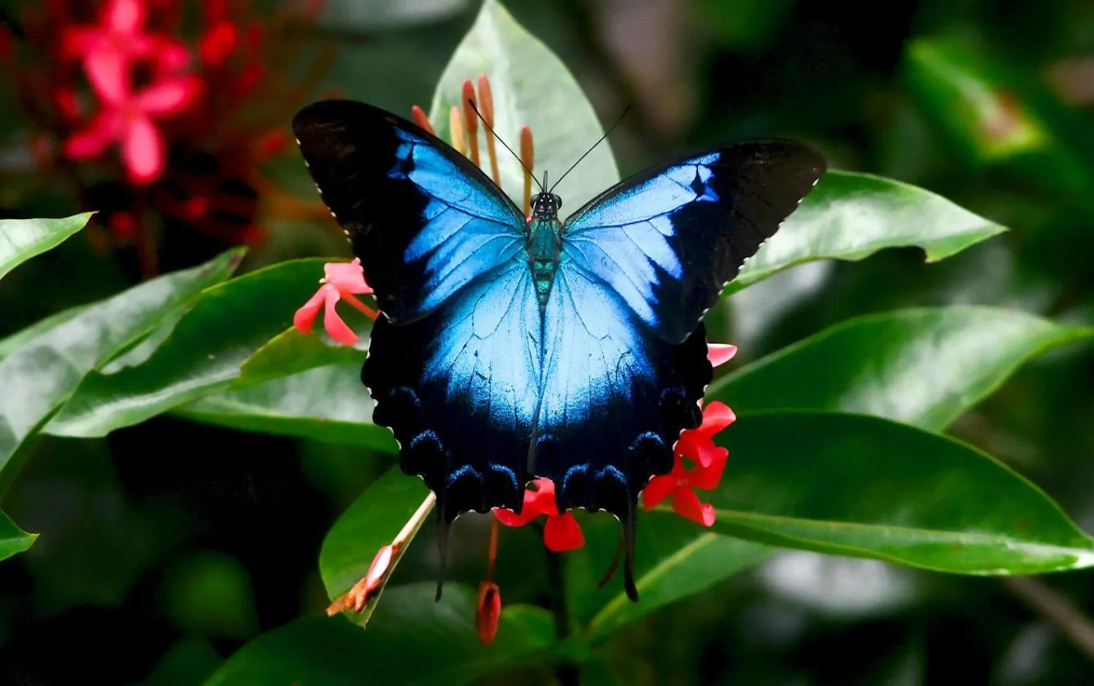 Garden in Thornton Beach Bungalows Daintree
