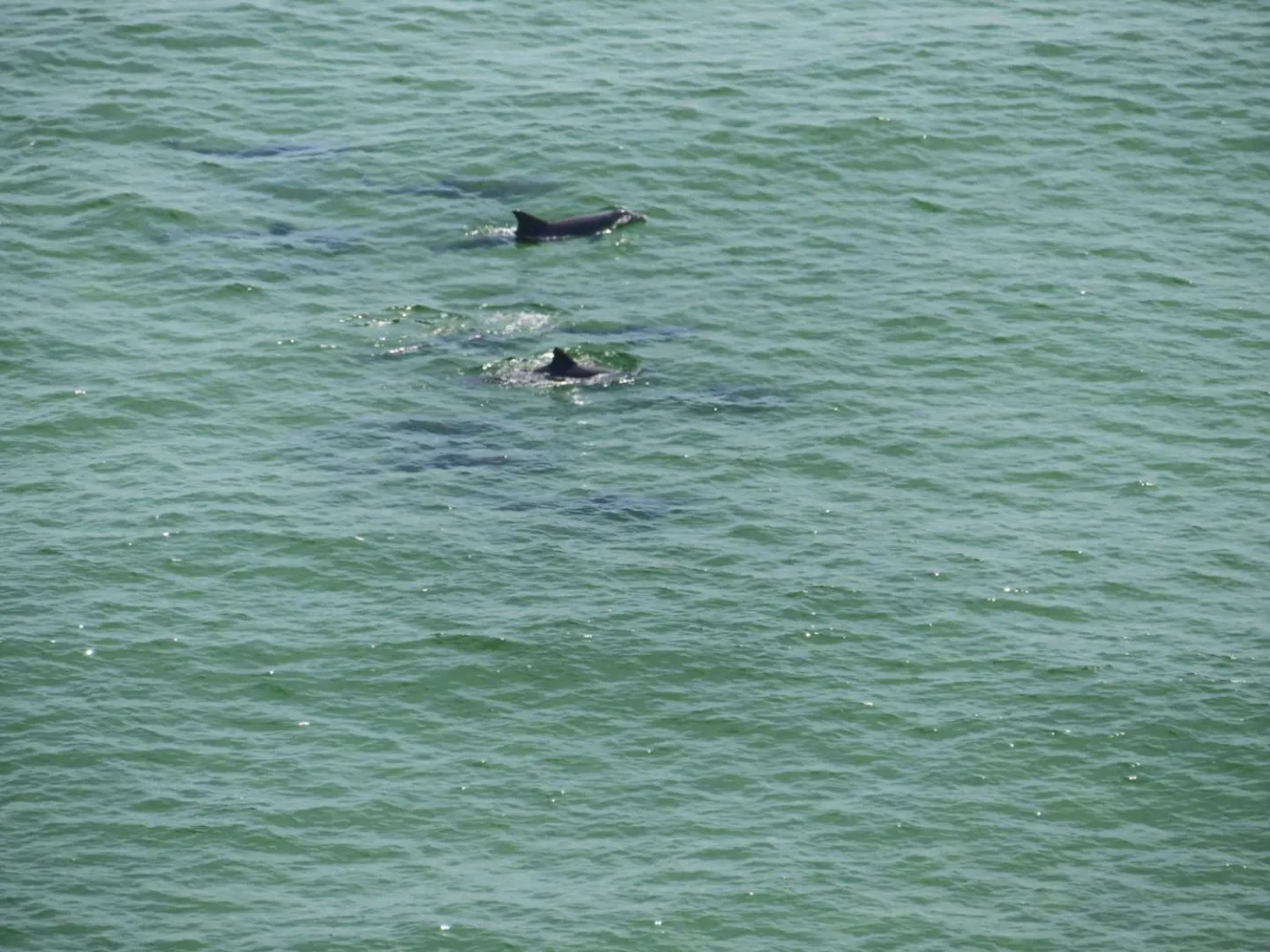 Animals in Just Updated - Beachfront Ocean view, 19th Floor