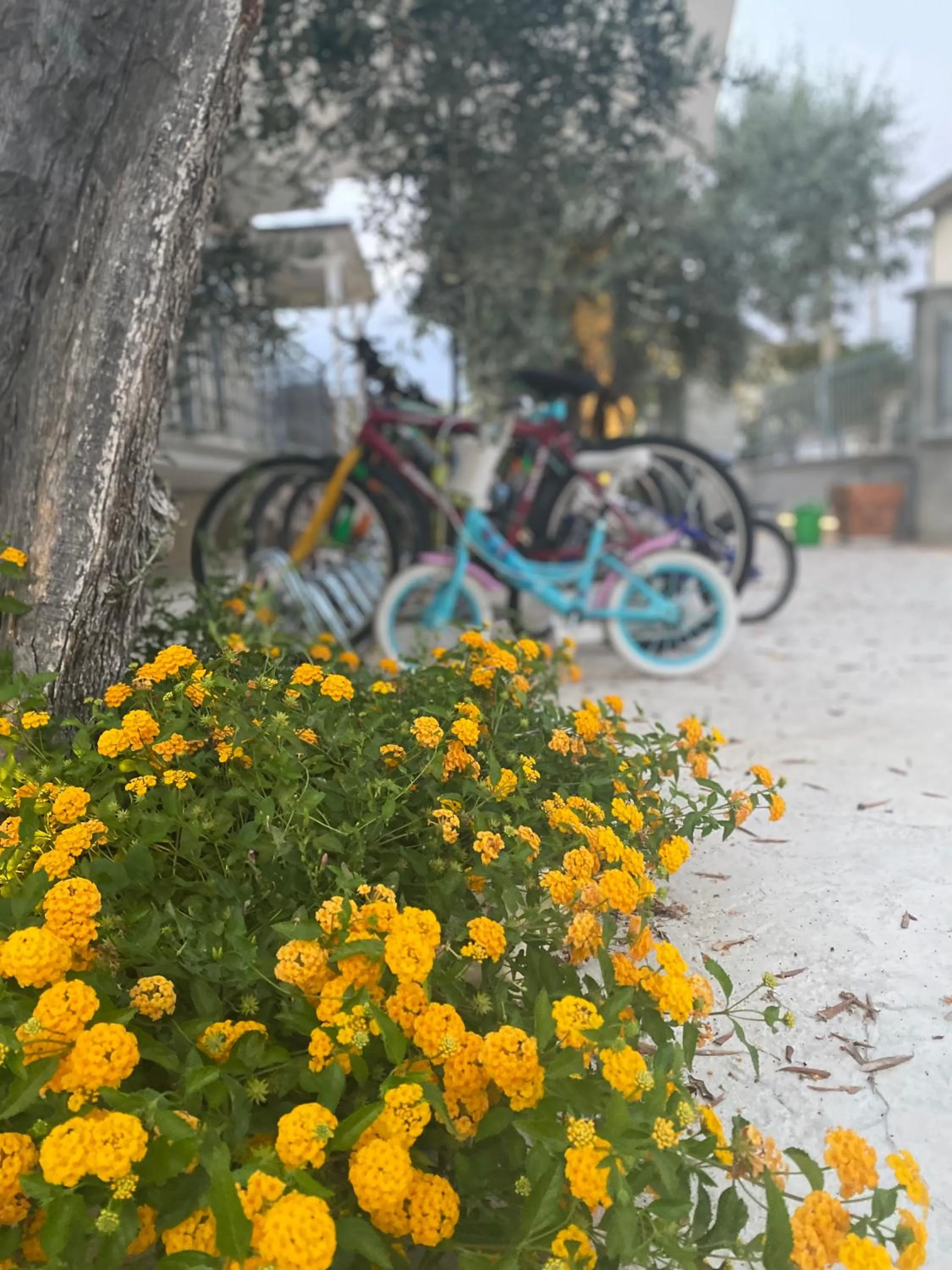 Garden in Borgo Incoronata B&B