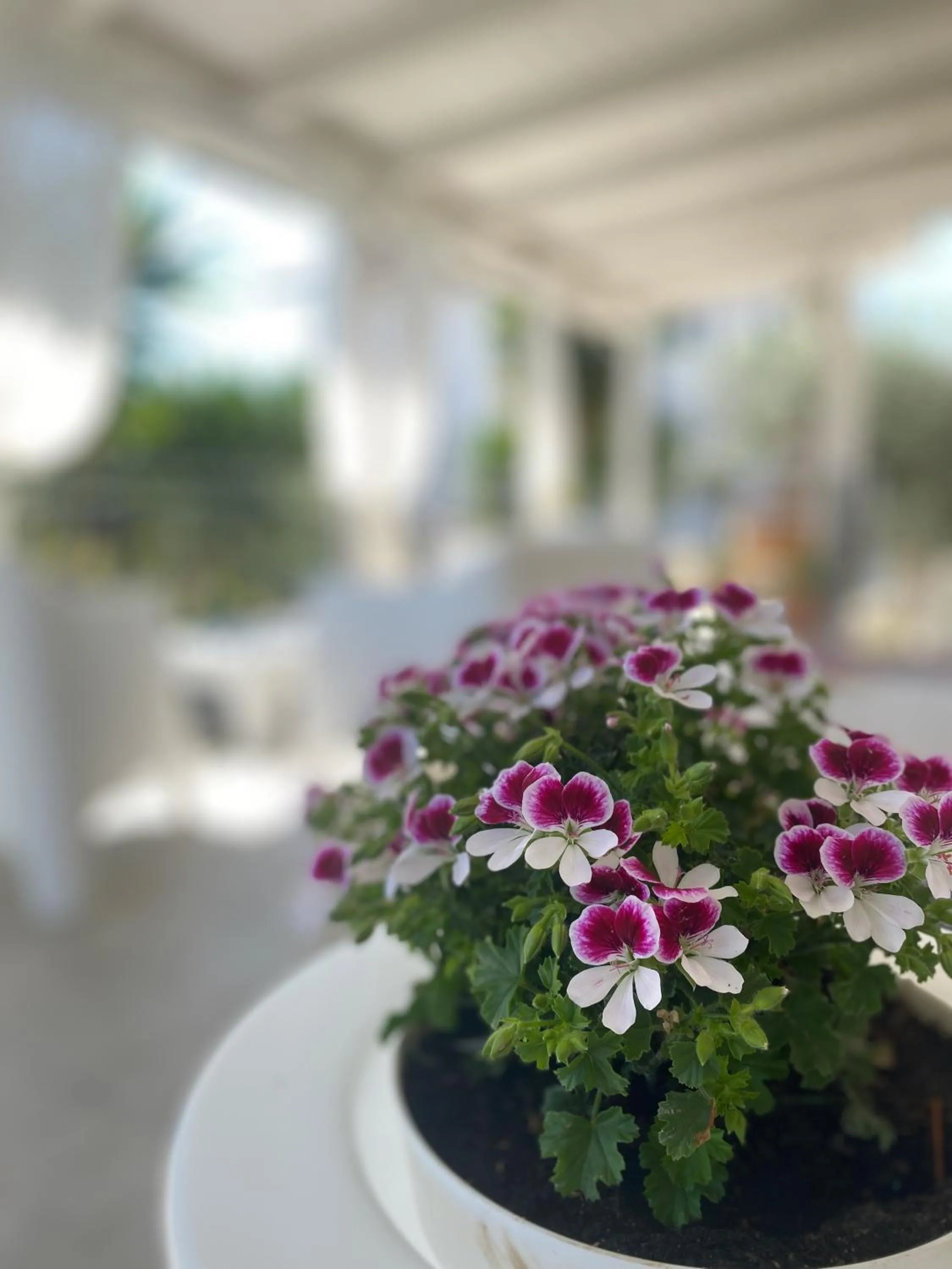 Balcony/Terrace in Borgo Incoronata B&B