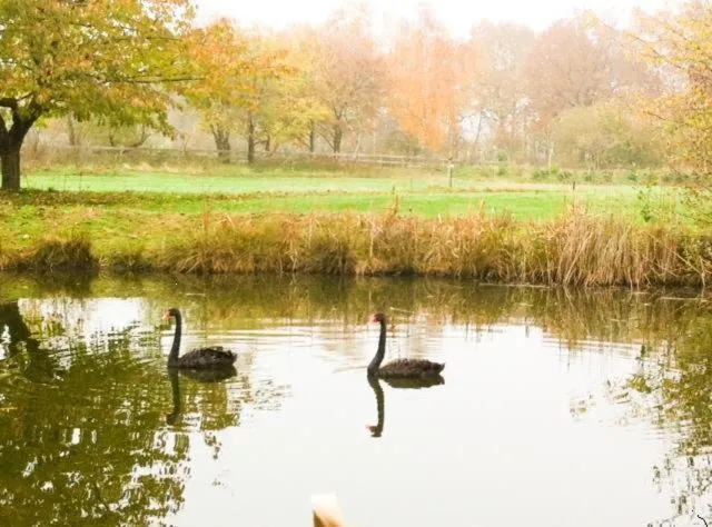 Animals in Landhotel Waldseiter Hof