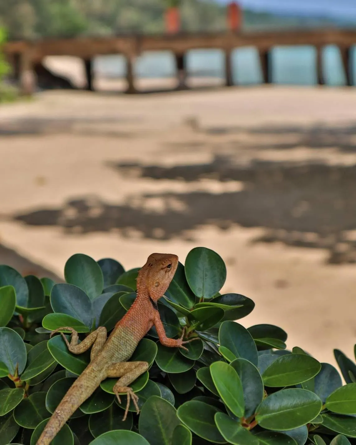 Beach in Shantaa Resort, Kohkood