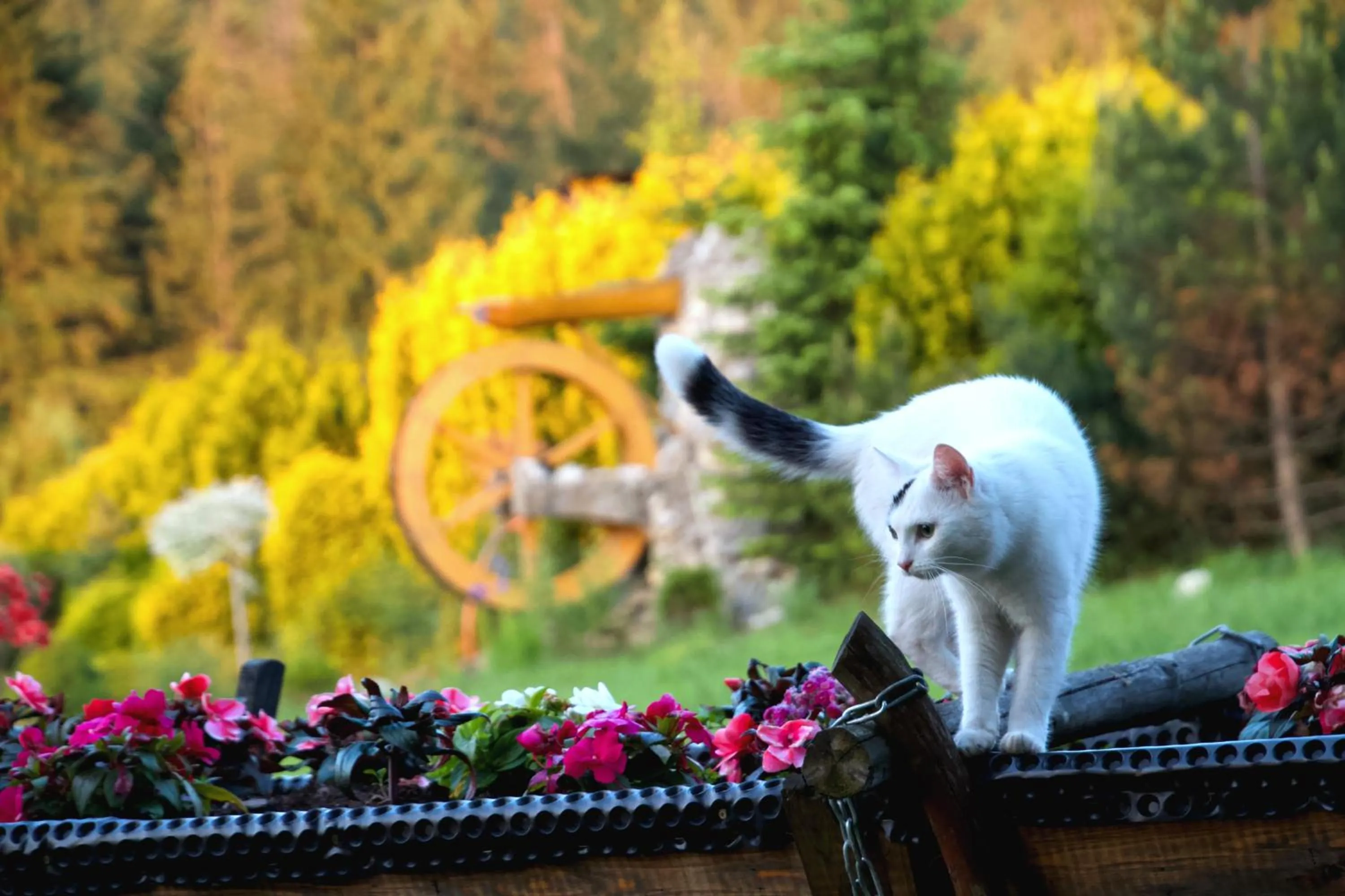 Pets in Pensjonat u Ani