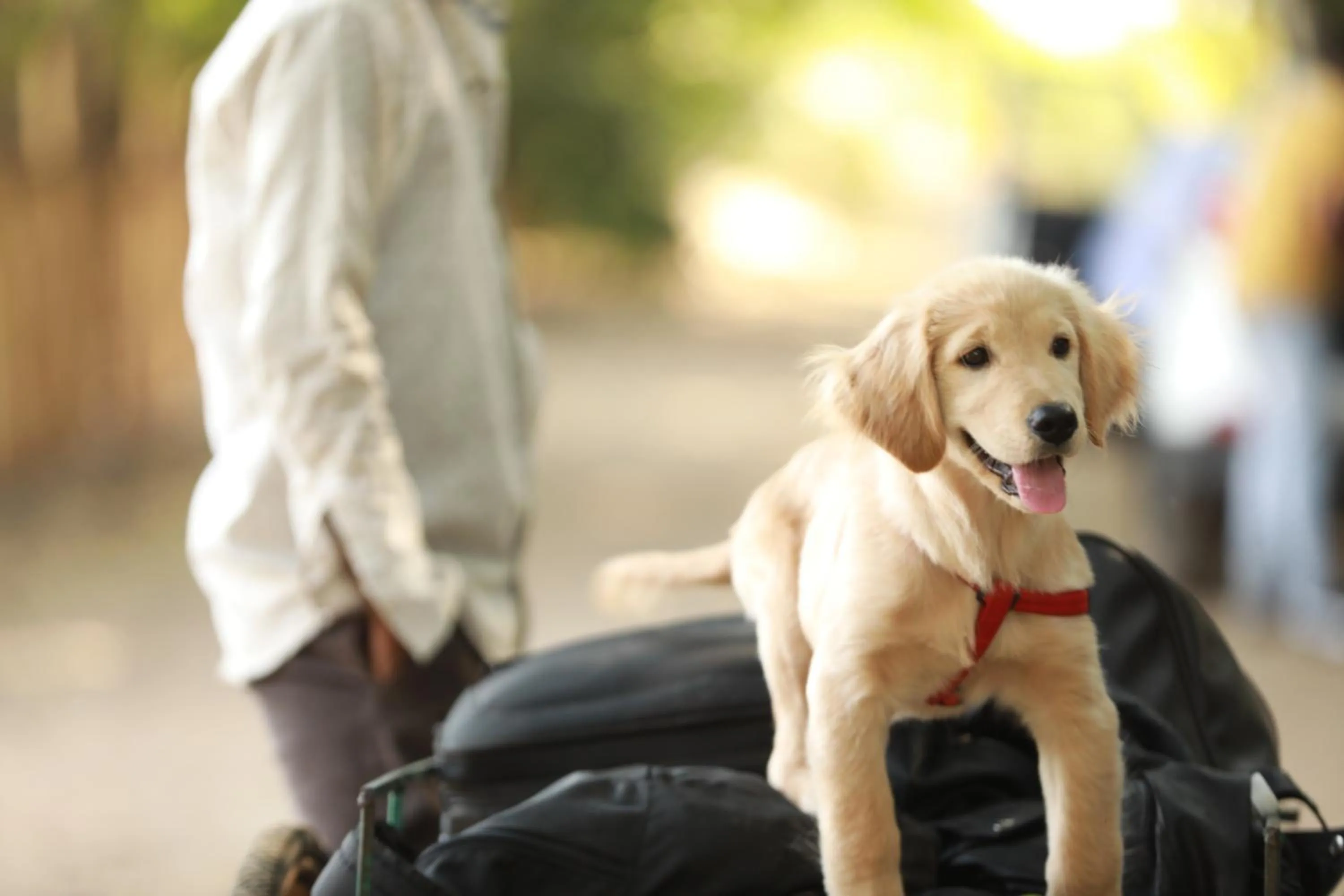 Pets in Aranyagiri Countryside Resort, Near Pune