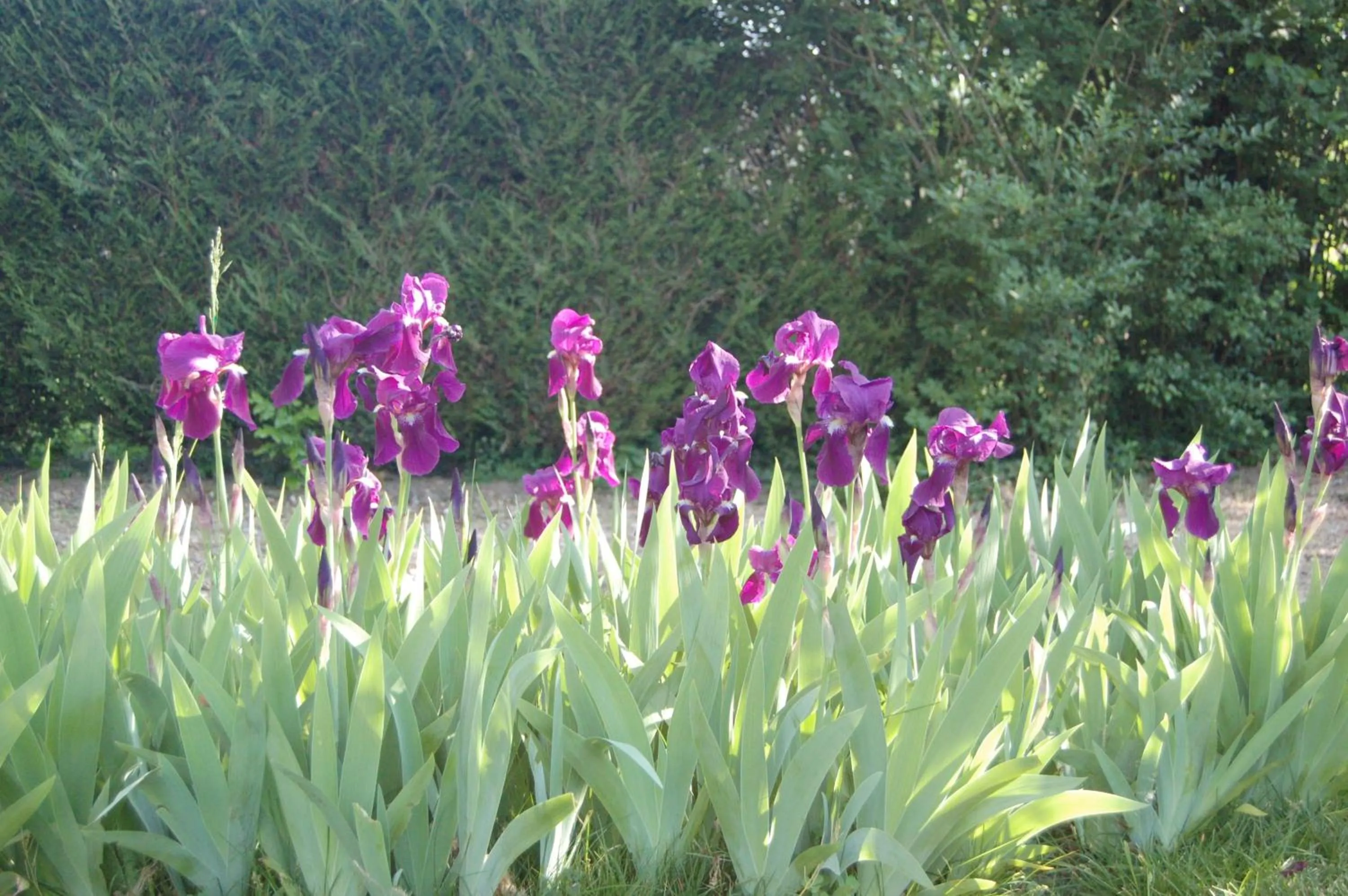 Garden in La Chaiserie